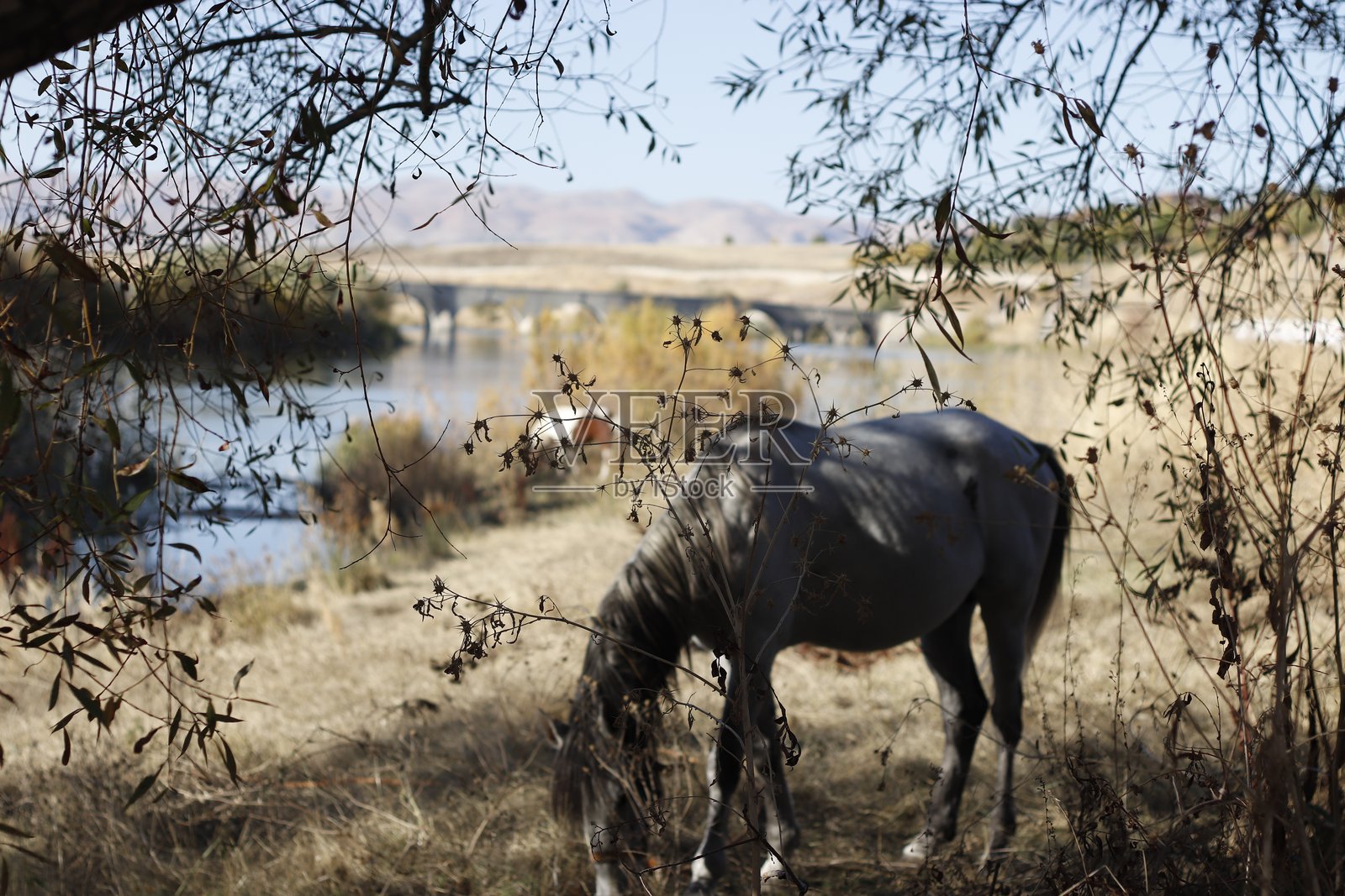 风景优美的河桥观马兽照片摄影图片