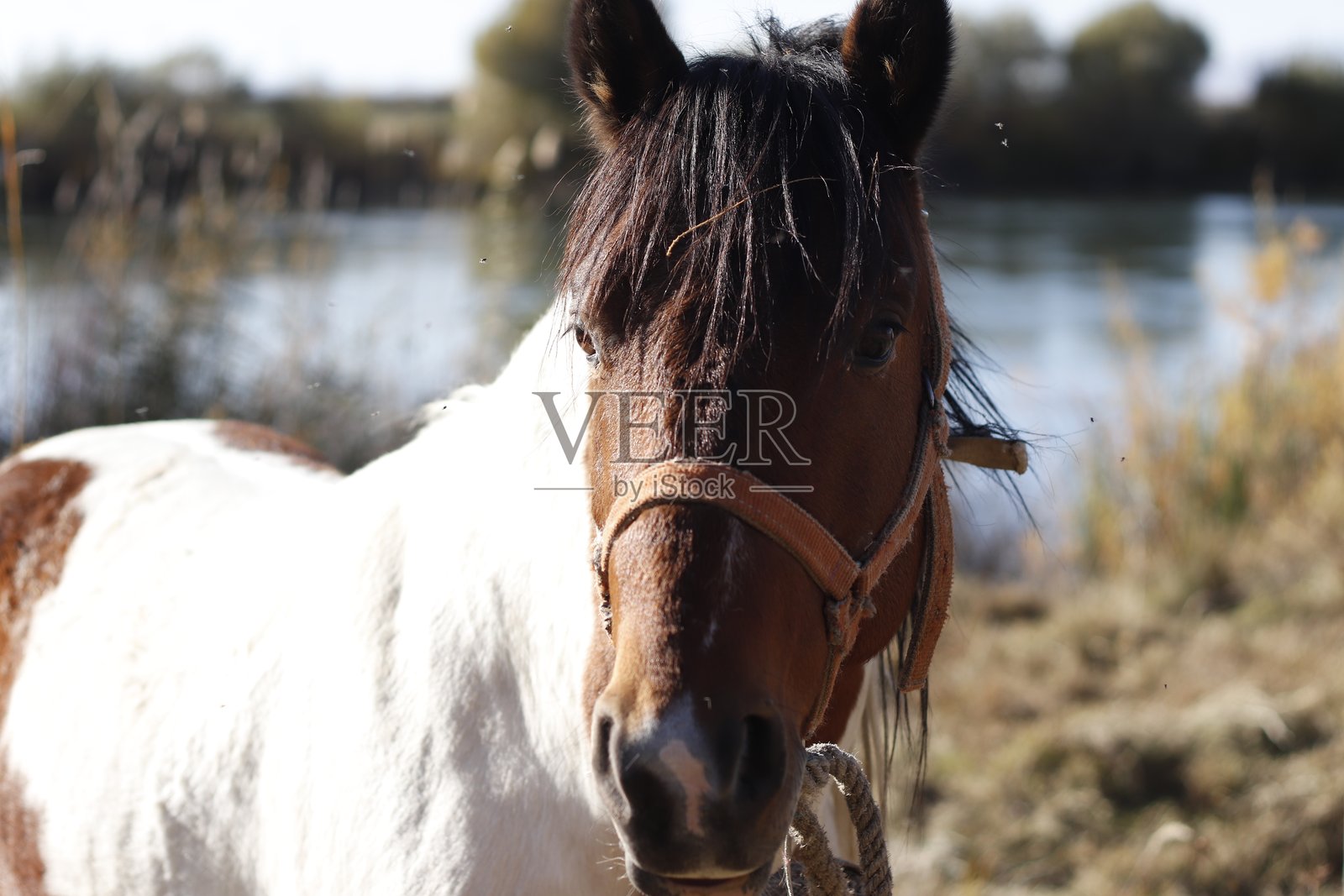 风景优美的河桥观马兽照片摄影图片
