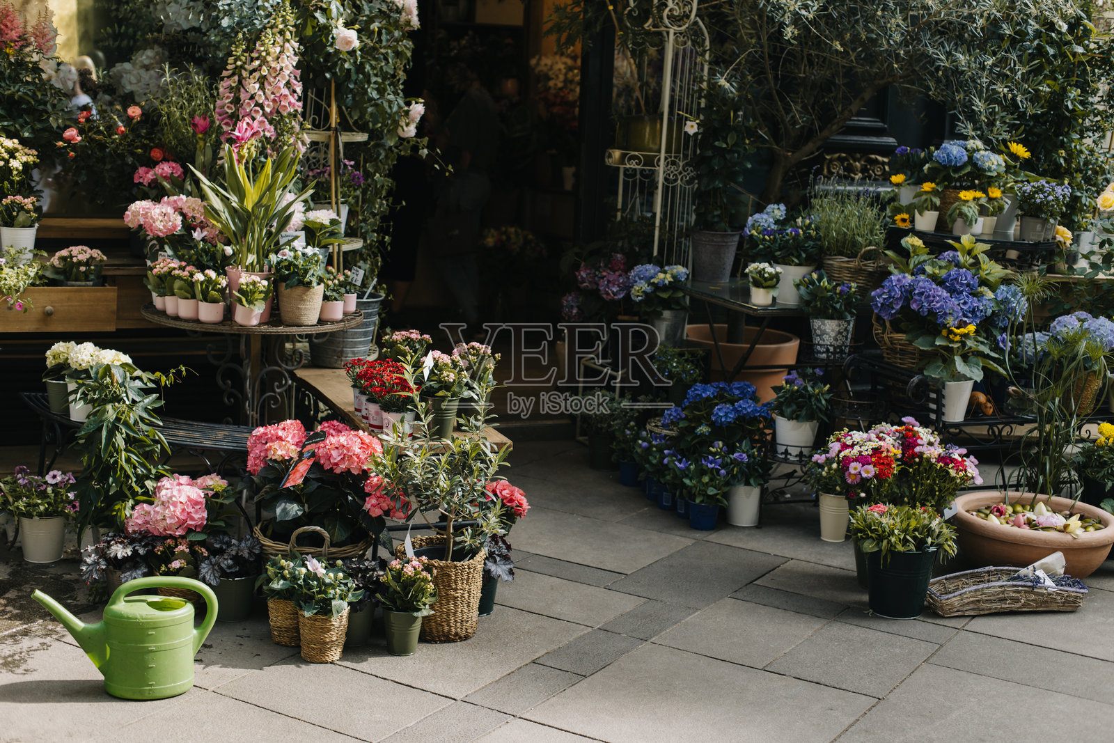 花店里花盆里五颜六色的花和植物。照片摄影图片