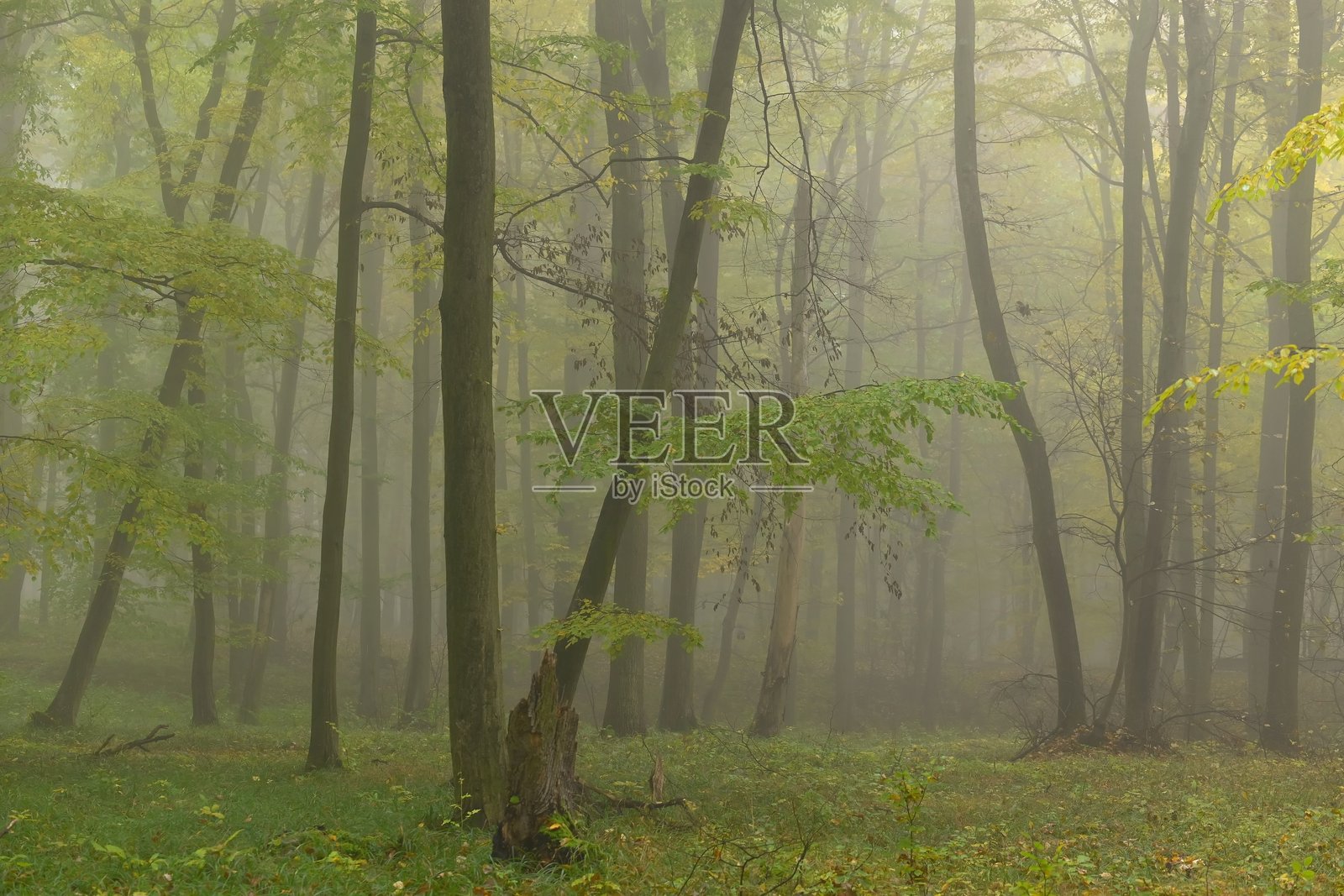 美丽多彩的秋景。秋天的森林和五颜六色的树木。季节和环境的概念。照片摄影图片