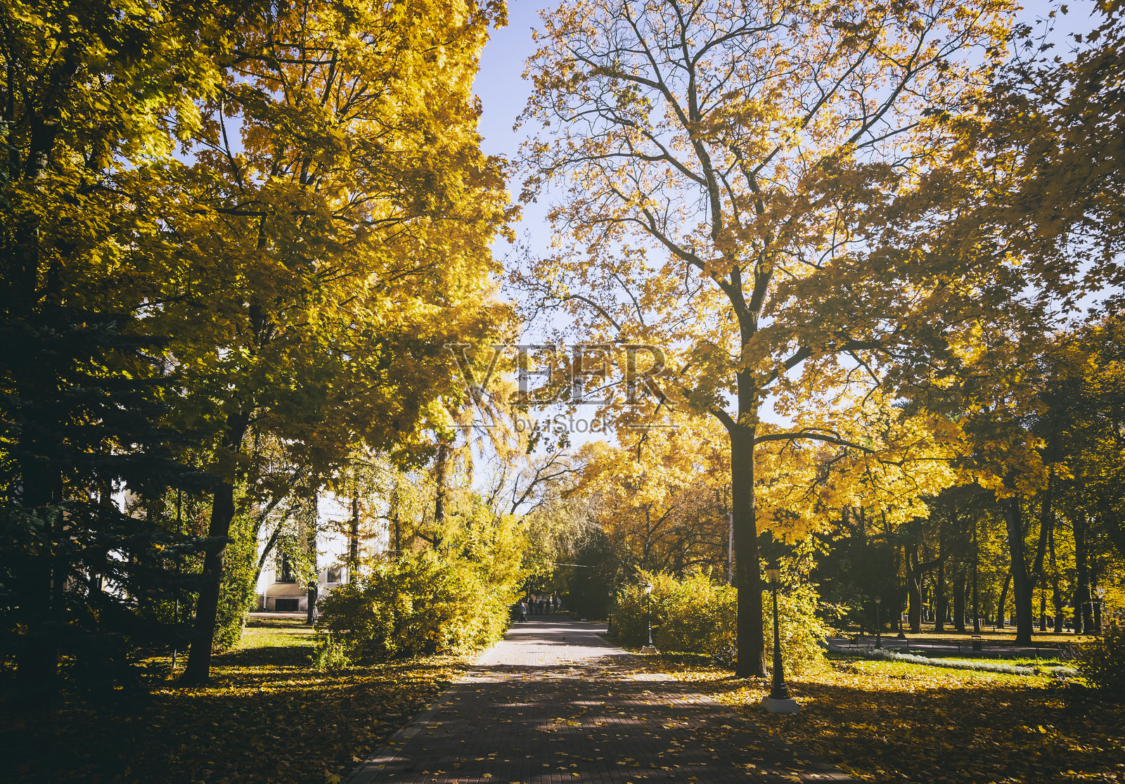 秋天，枫叶在城市公园里飘落。有枫树和其他树木的景观。复古电影美学。照片摄影图片