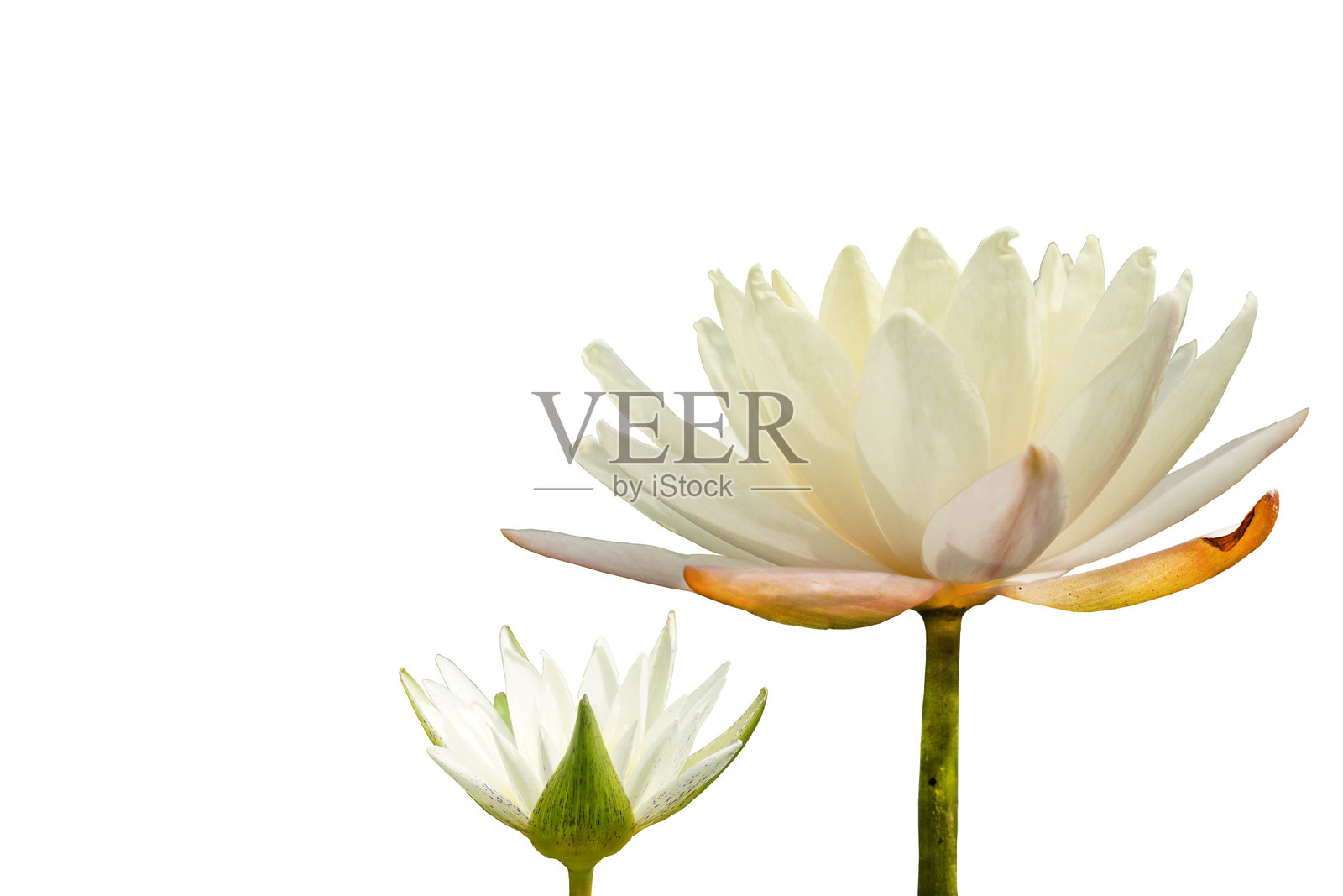 孤立的白莲花和花蕾侧面视图在一个白色的背景照片摄影图片