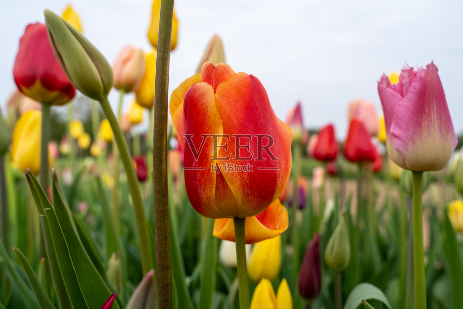 红色、粉色和黄色的郁金香在花地里照片摄影图片