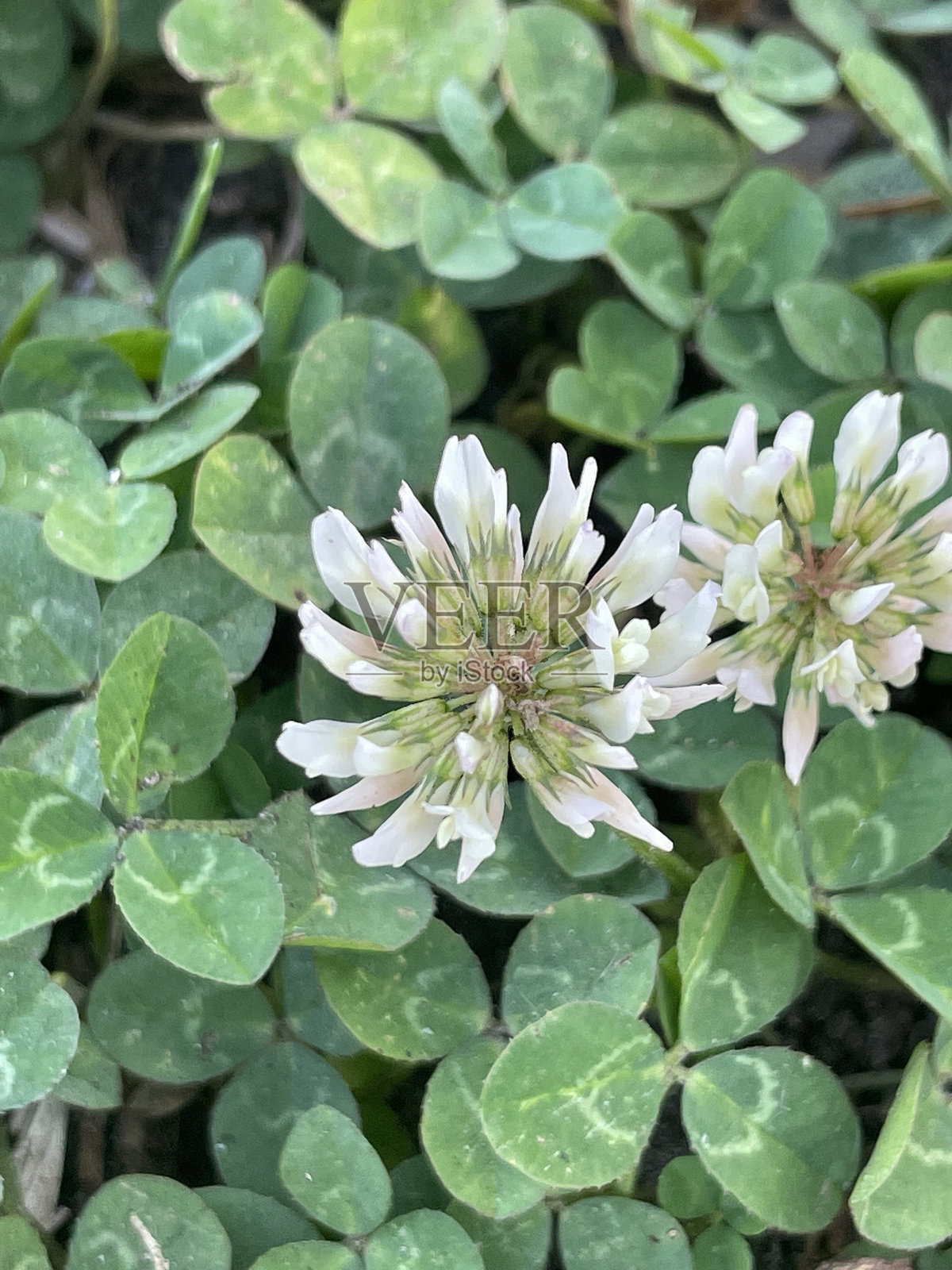 三叶草和草照片摄影图片