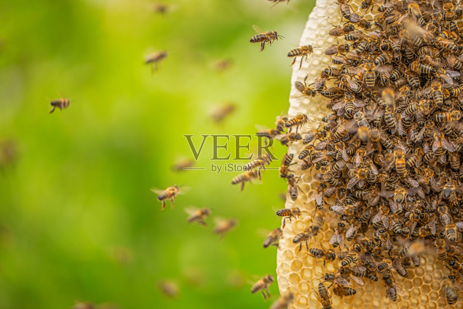大自然的奇迹:蜂巢和蜜蜂在它们未被驯服的栖息地照片摄影图片