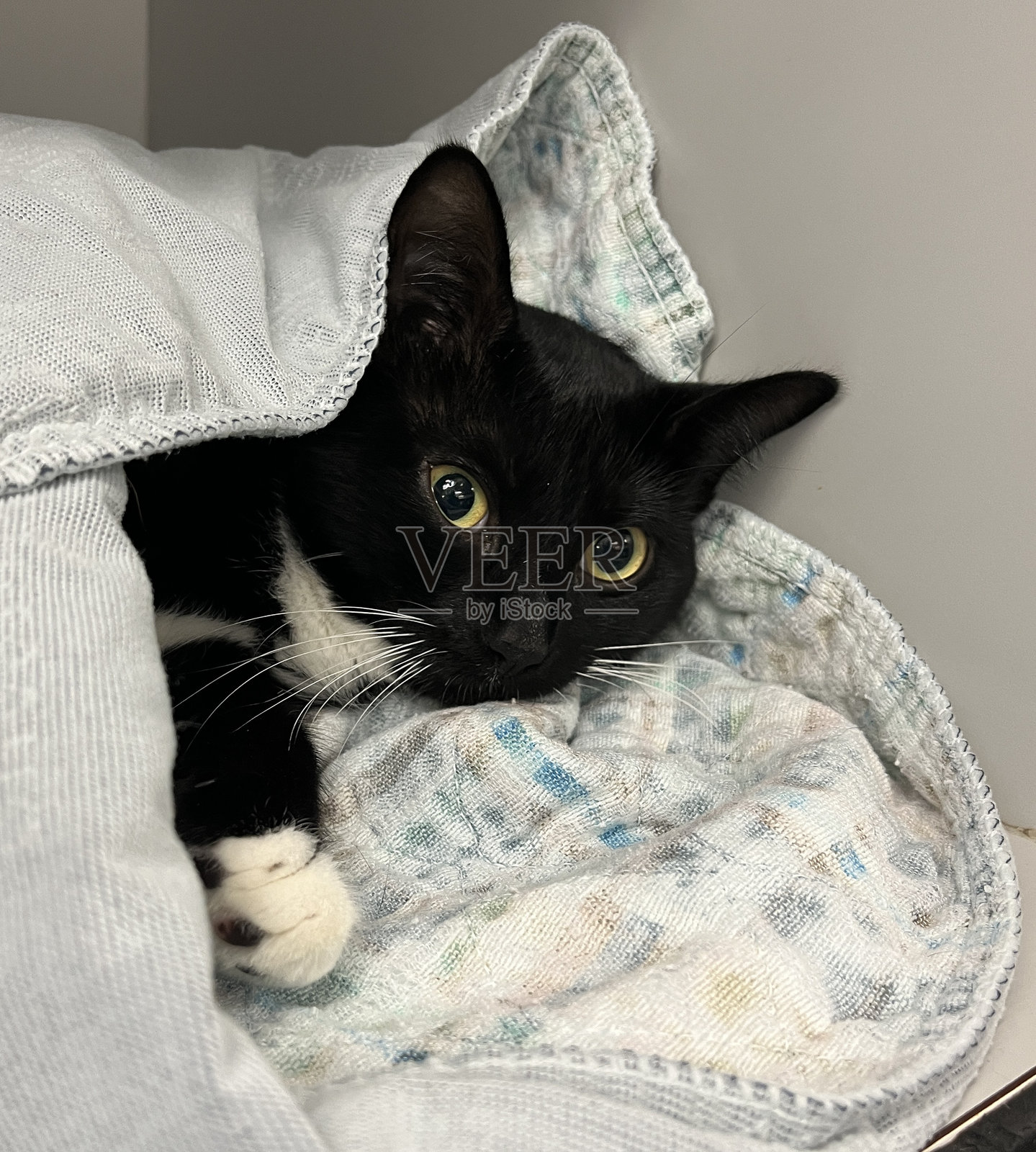 黑白相间的猫从绝育手术中恢复过来，裹在毯子里。照片摄影图片