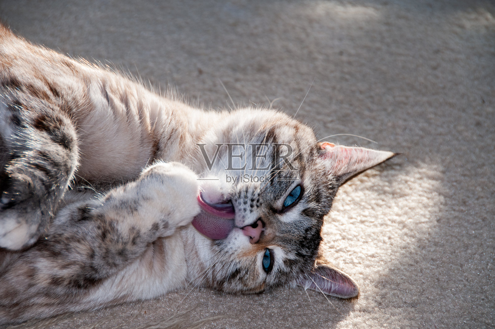 灰白相间的家猫在洗脸照片摄影图片