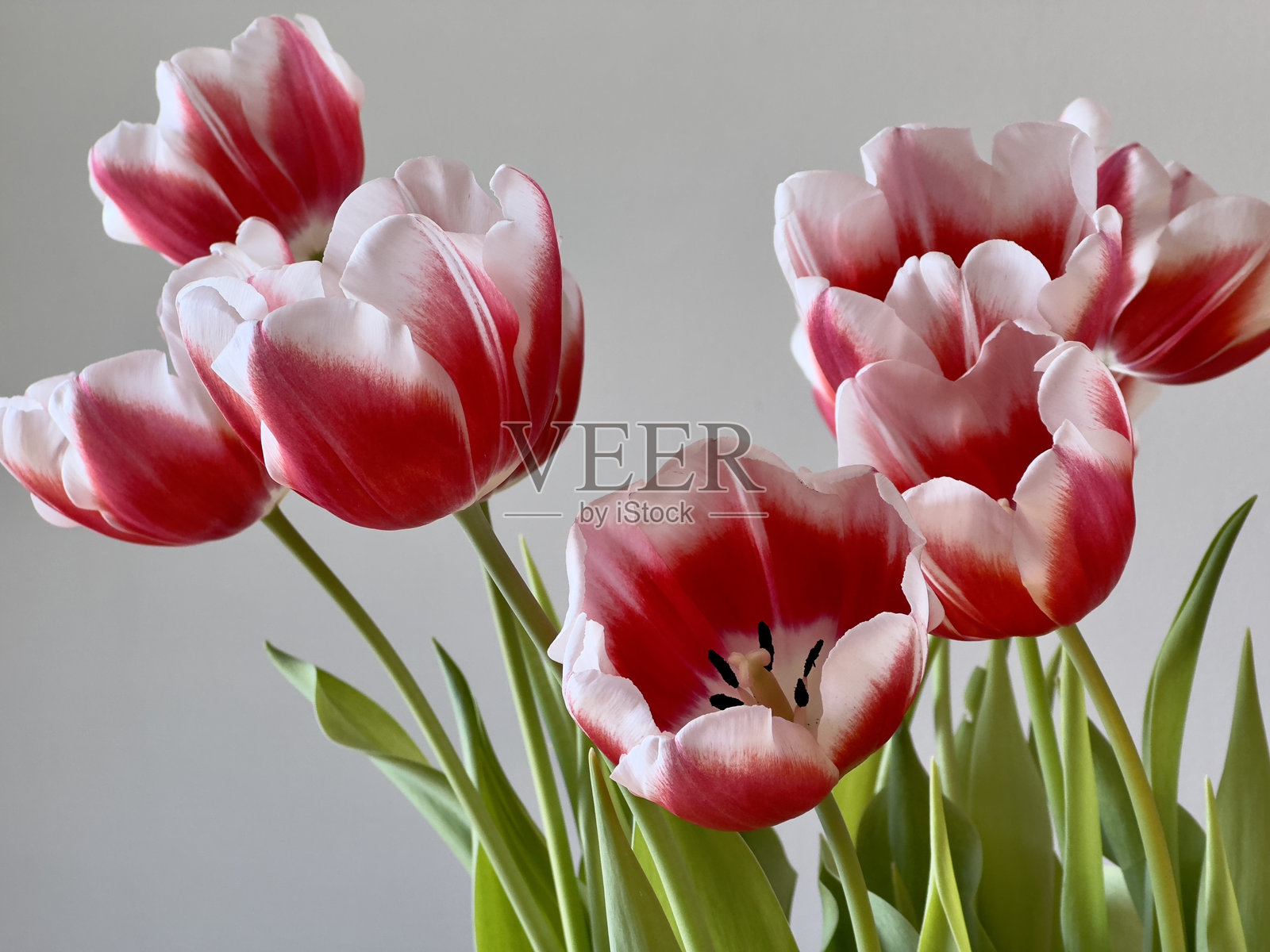 红色和白色的郁金香照片摄影图片