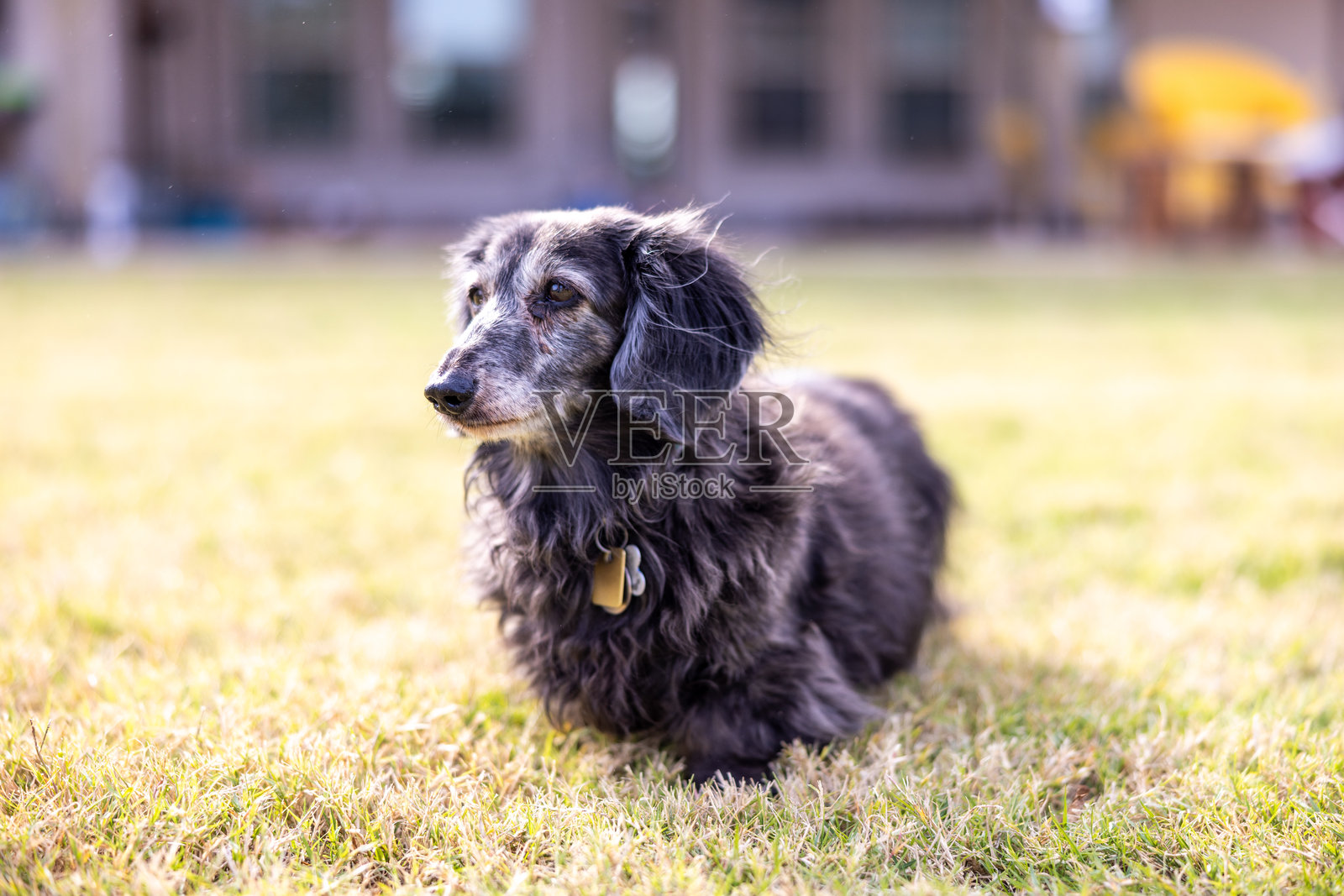 户外的反向奶油虎斑长毛腊肠犬照片摄影图片
