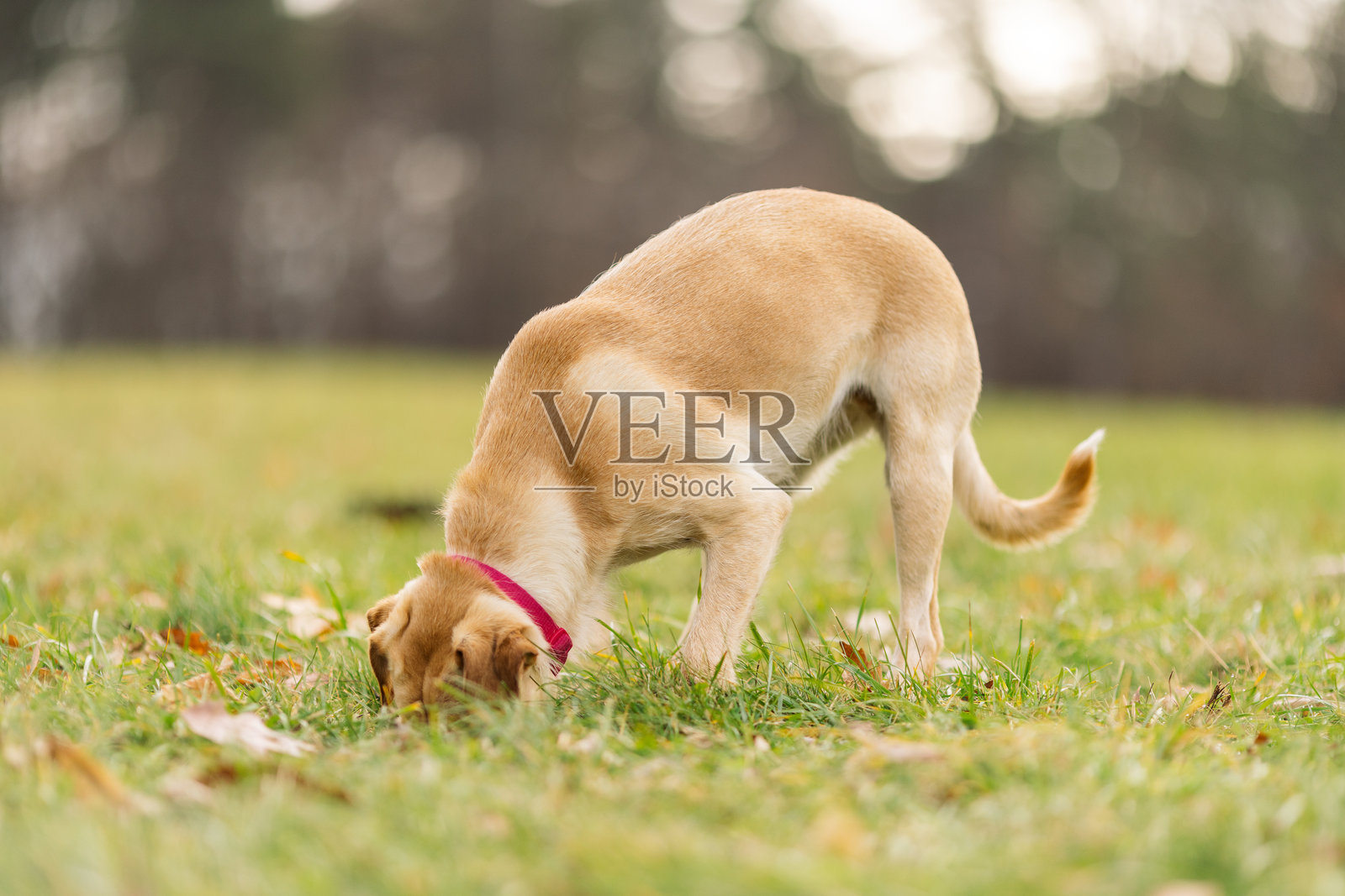 可爱的狗狗在秋天的自然环境中玩耍并挖洞照片摄影图片