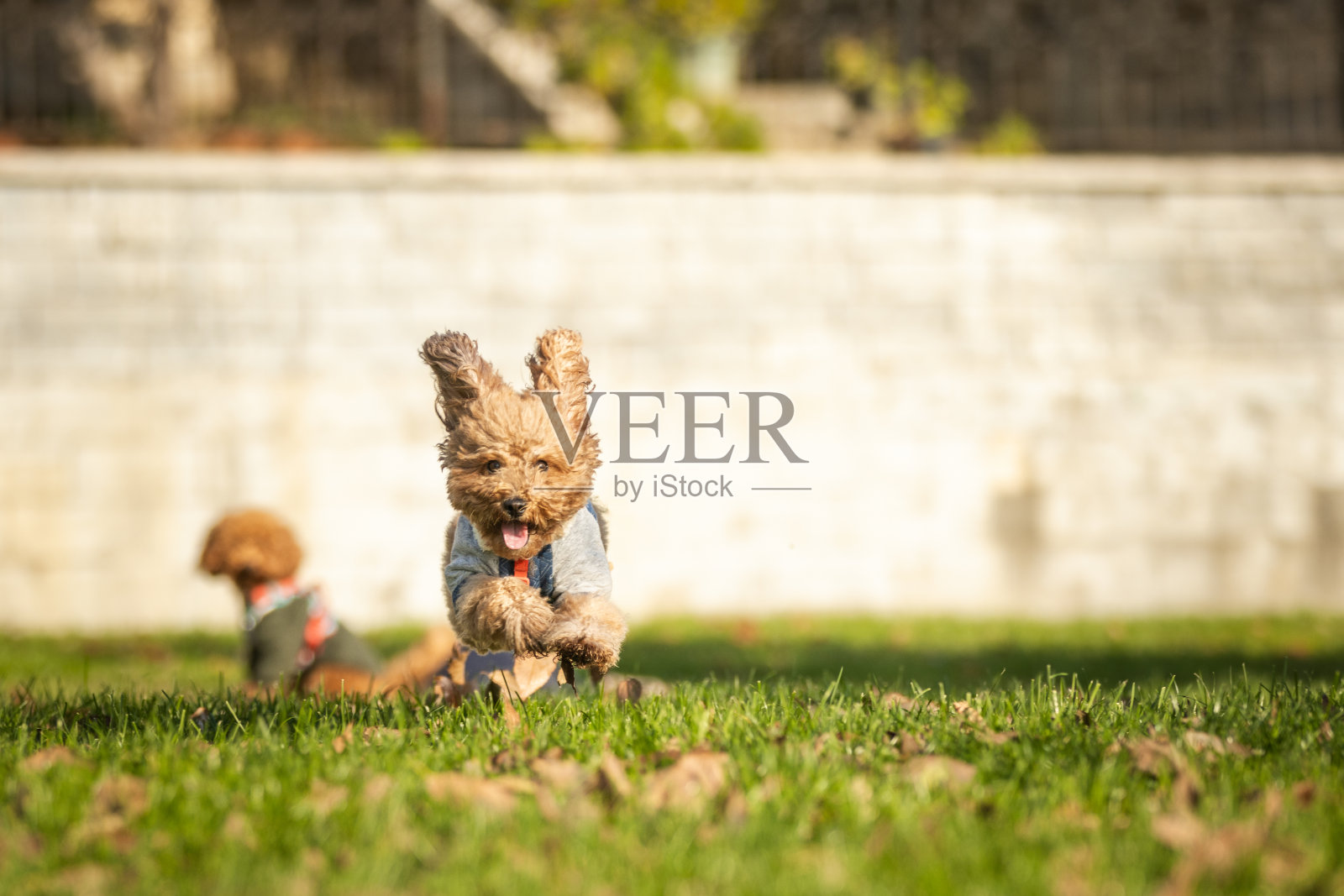 年轻的贵宾犬在草地上奔跑。照片摄影图片