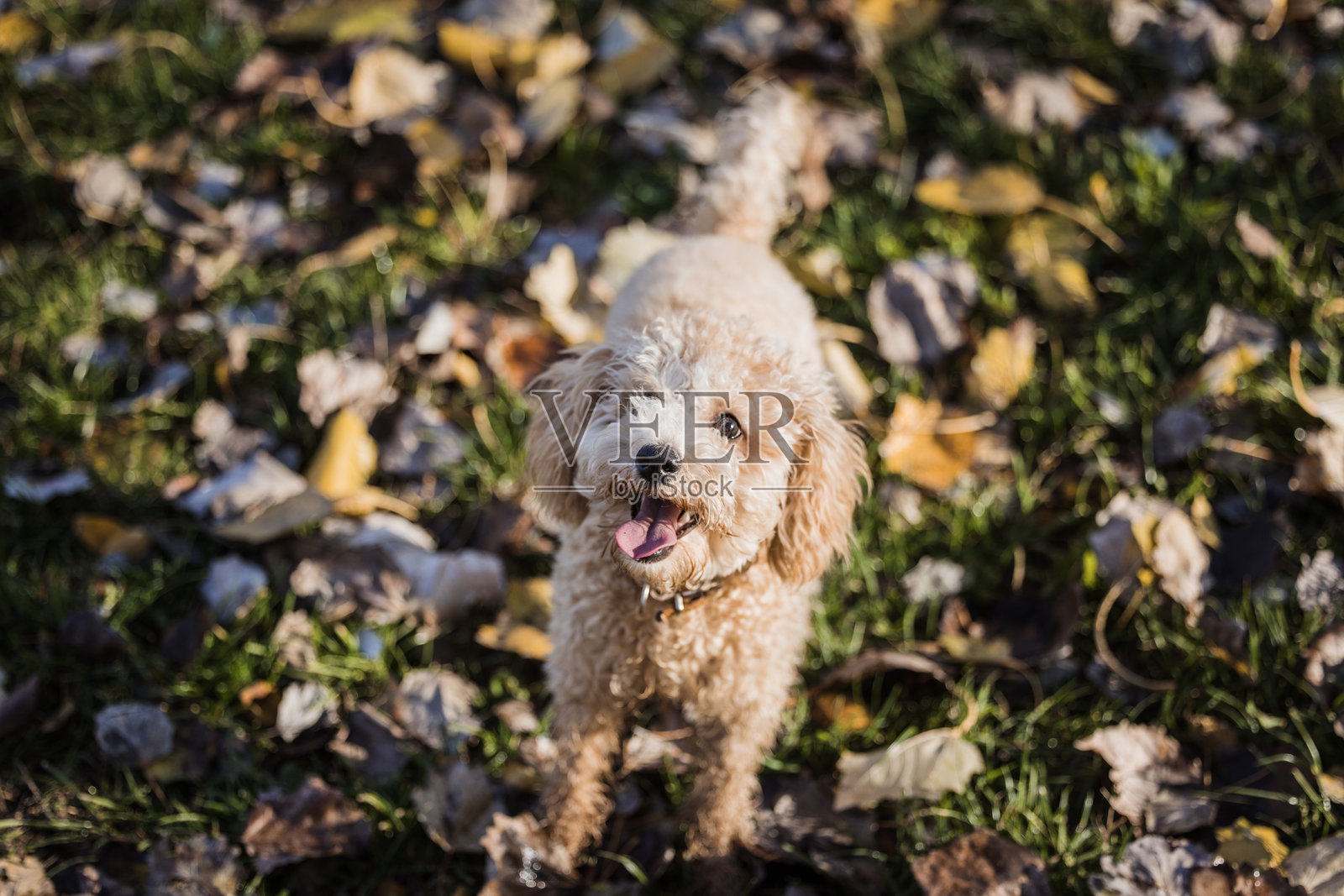 快乐的贵宾犬在狗公园里自由奔跑照片摄影图片