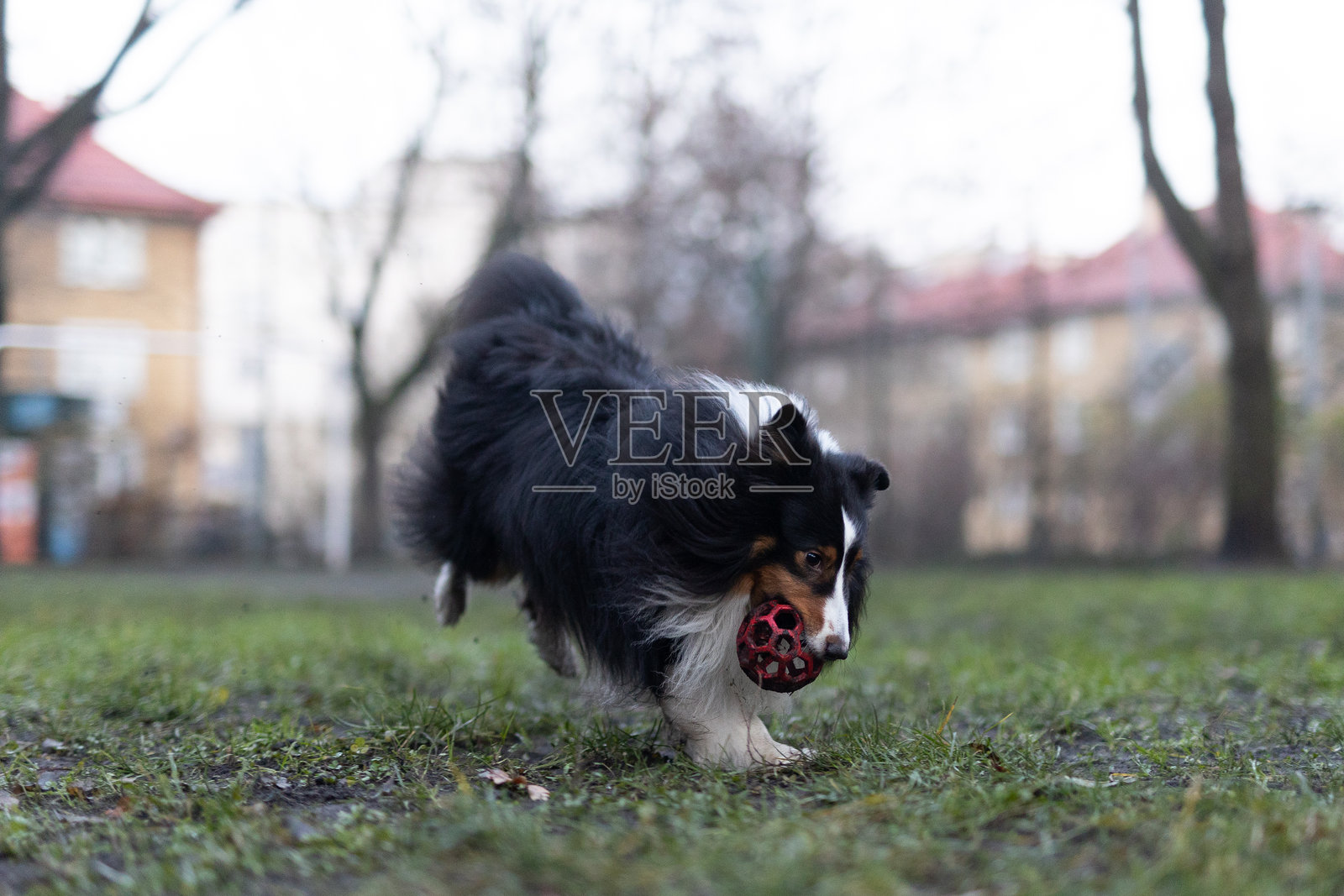 谢尔蒂牧羊犬玩球照片摄影图片