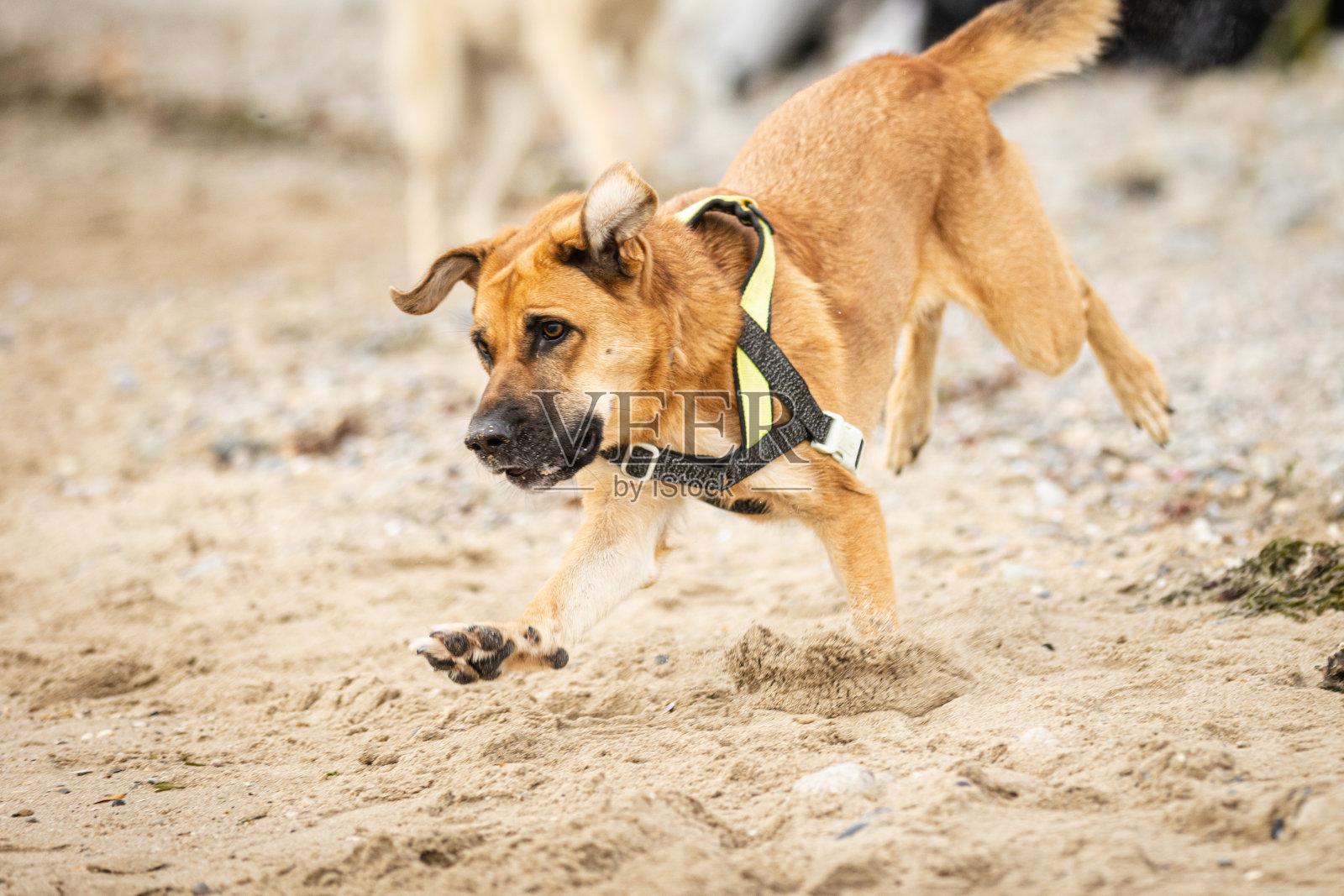 顽皮的棕色家犬在沙滩上奔跑。照片摄影图片