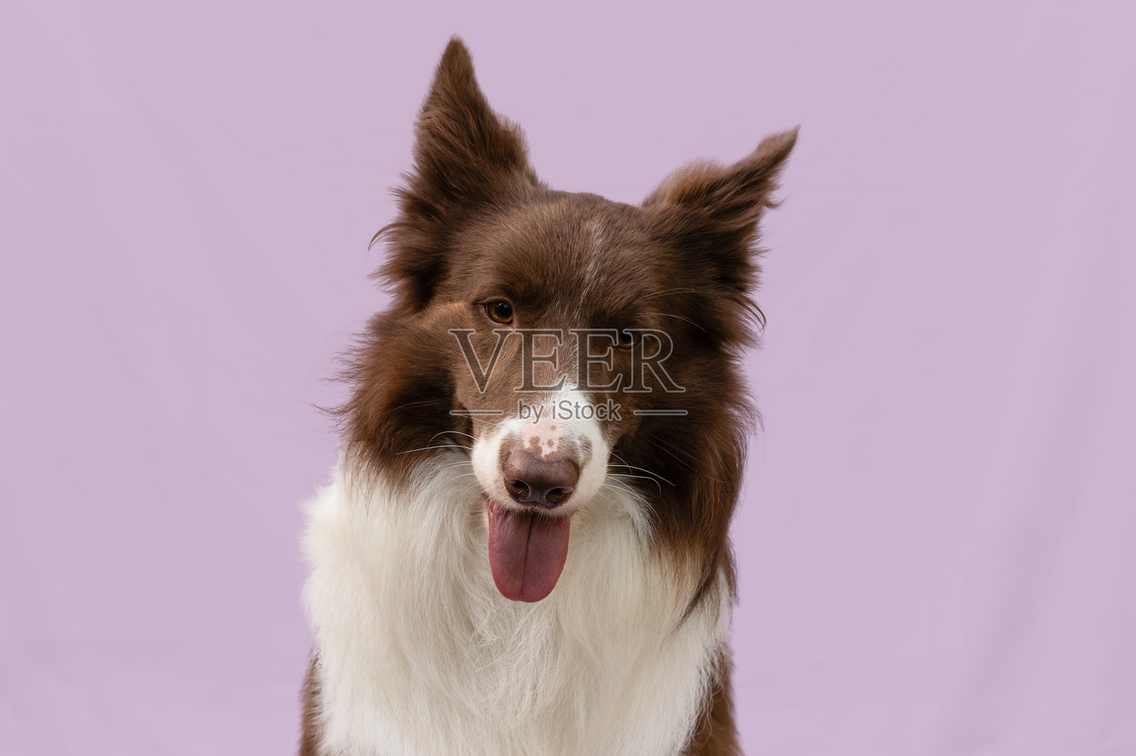 快乐的边境牧羊犬在紫色背景上喘气照片摄影图片