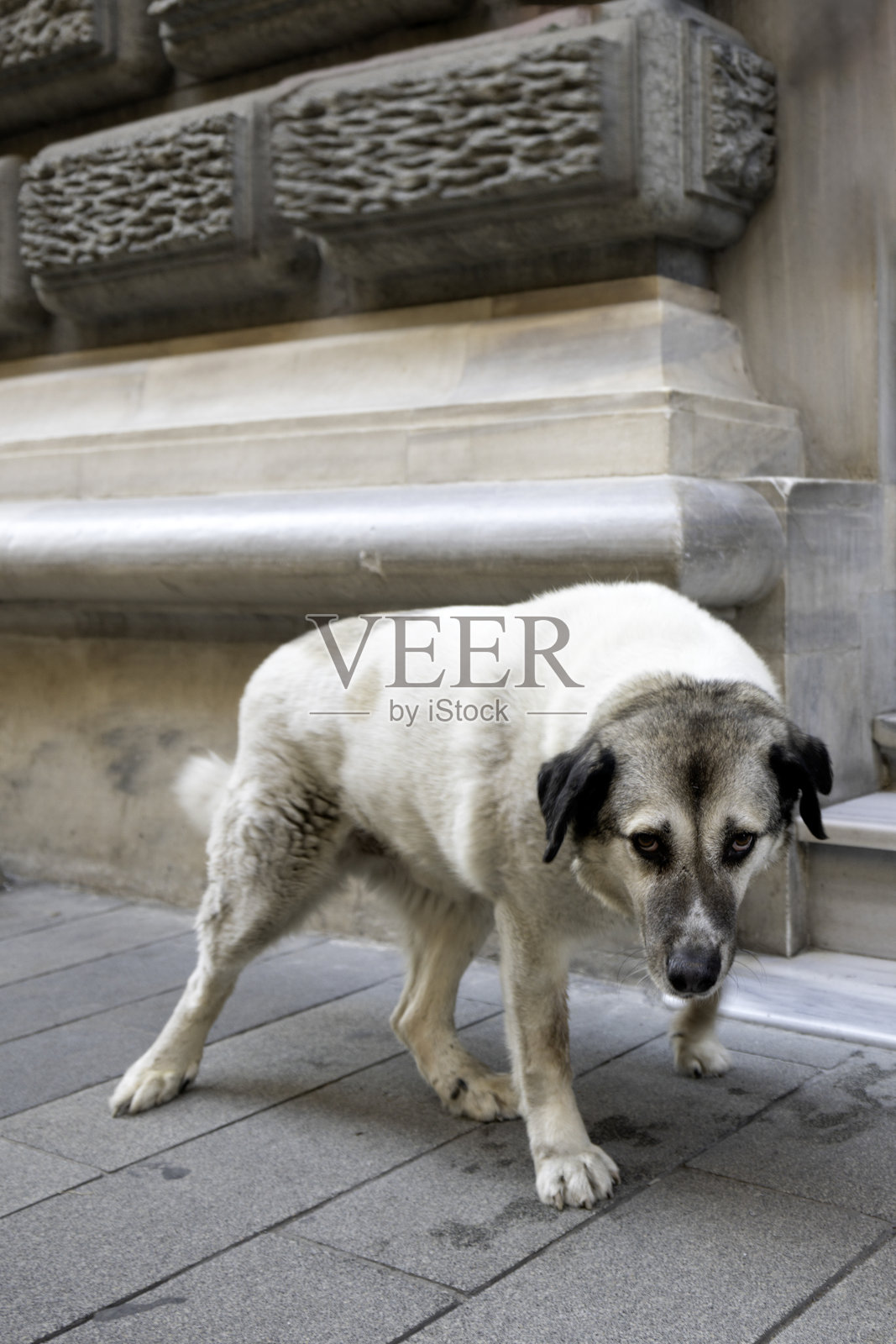 街上的攻击性流浪狗照片摄影图片