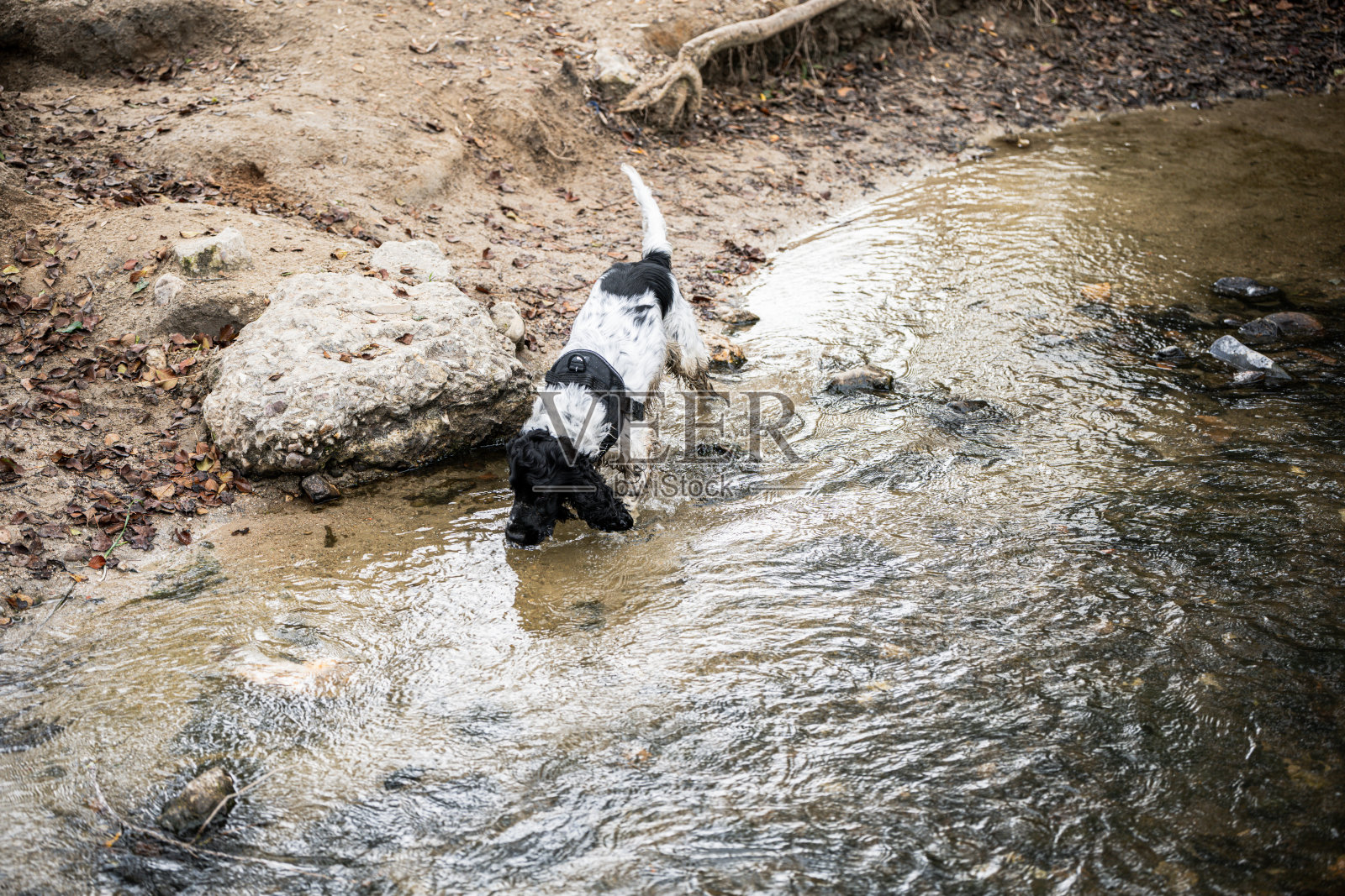 在水面行走照片摄影图片