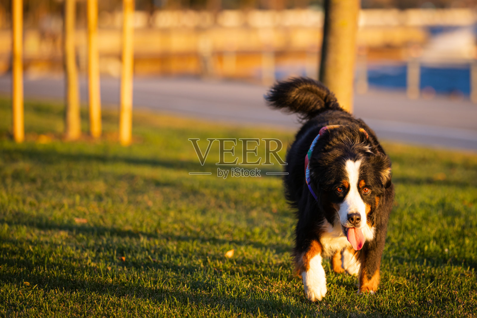 家犬在公共公园的草地上奔跑。照片摄影图片