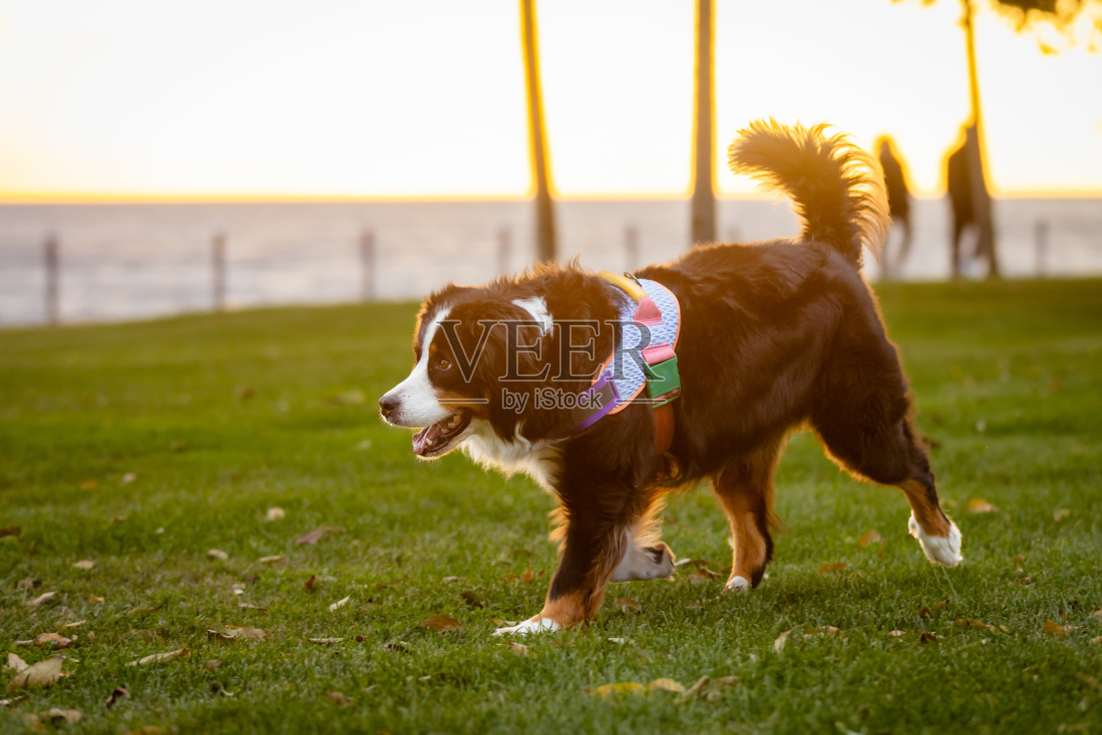 家犬在公共公园的草地上散步。照片摄影图片