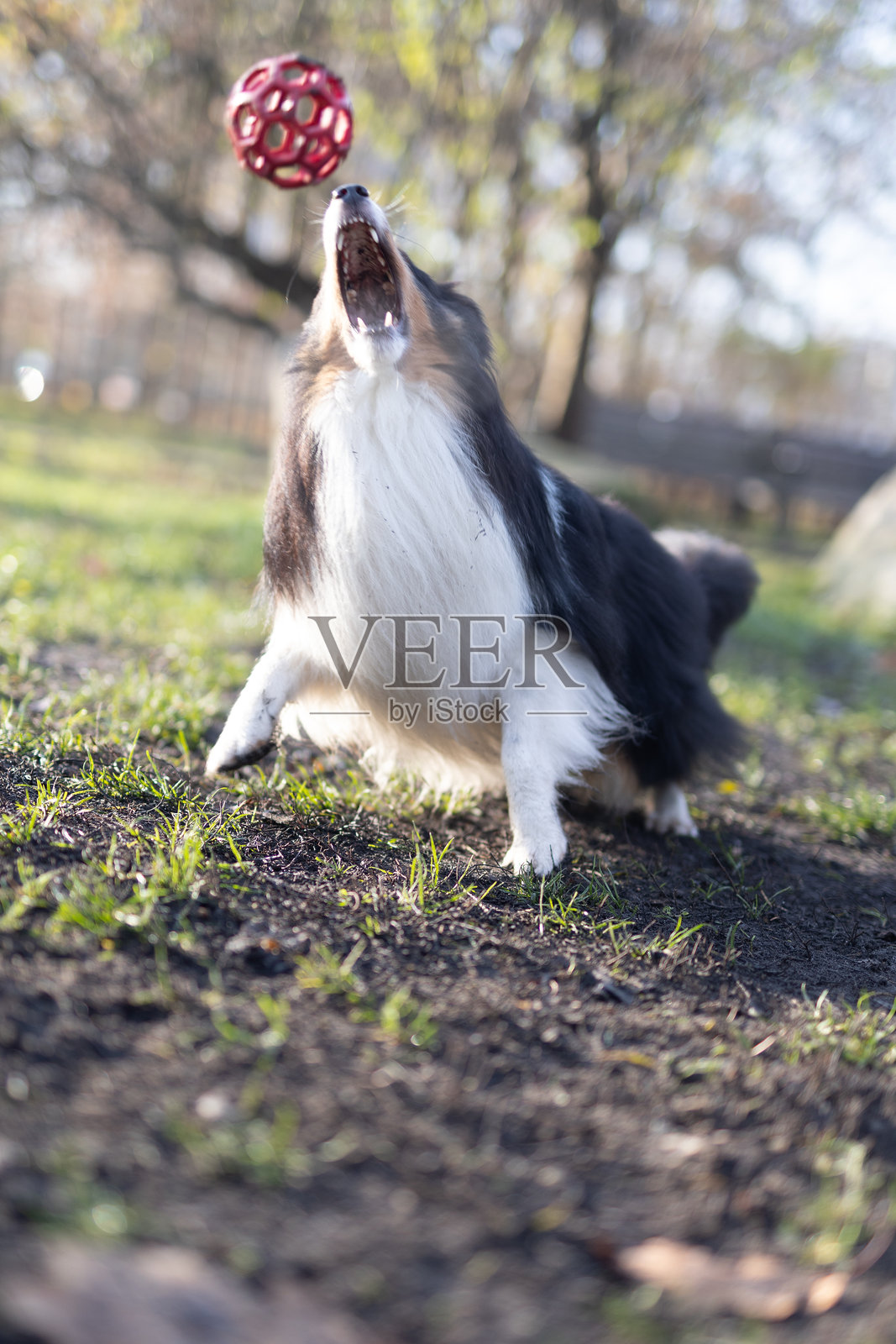 谢尔蒂牧羊犬在狗跑道上玩球照片摄影图片