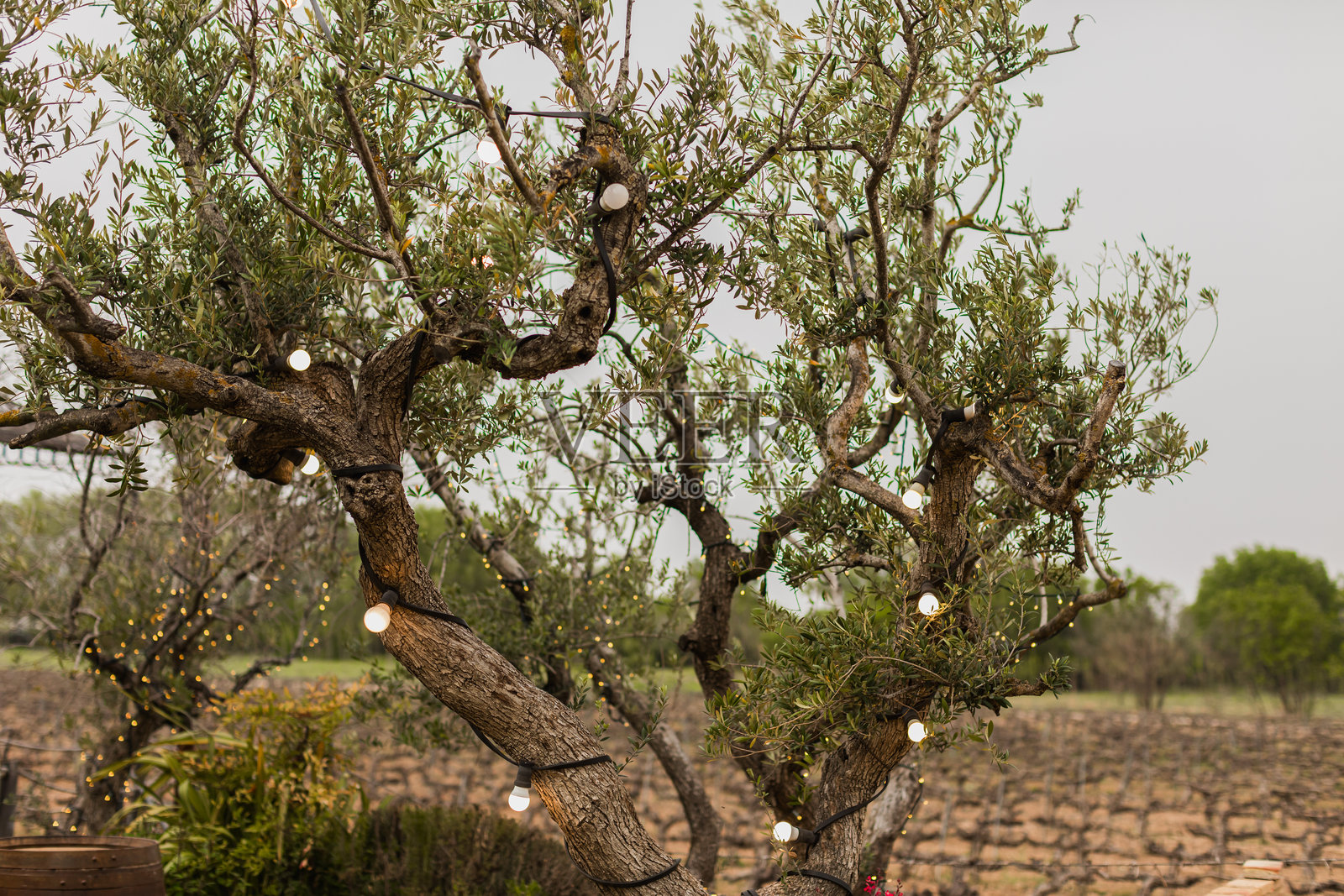 装饰性的橄榄树，挂满灯饰，位于一些葡萄园中，婚礼派对期间照片摄影图片