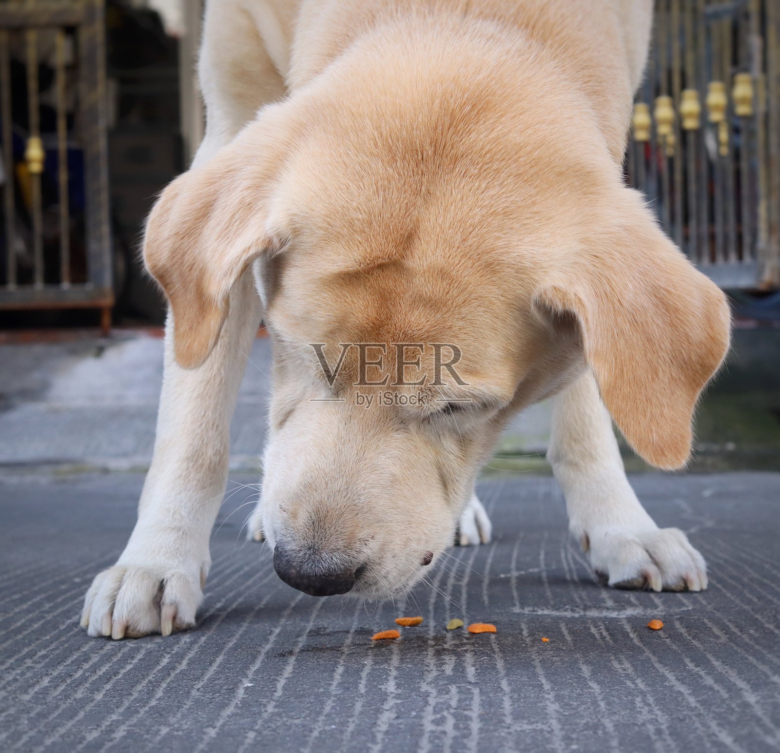 拉布拉多犬在吃干粮照片摄影图片