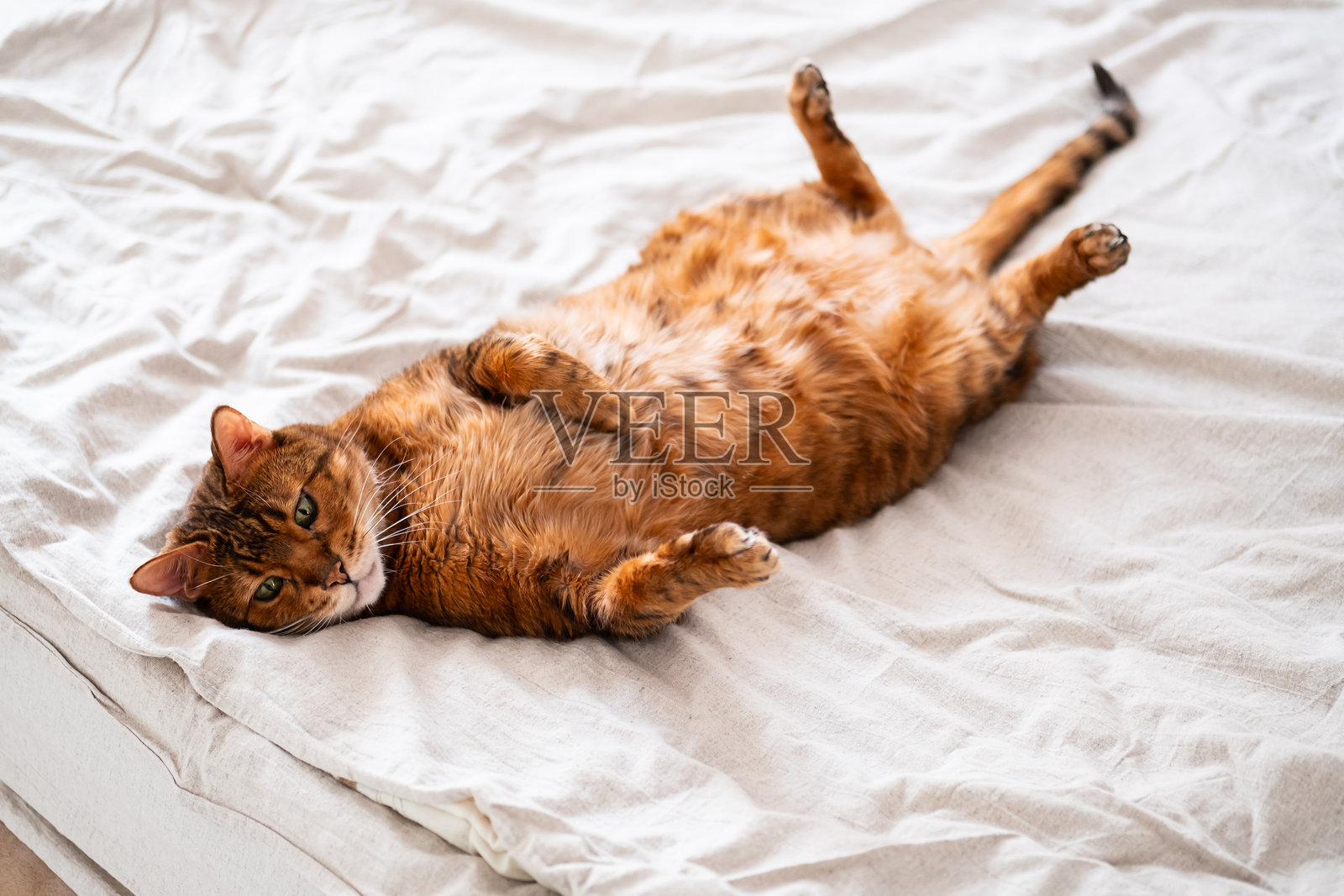 顽皮的孟加拉猫舒展在舒适的床上，肚子朝上，四肢伸展，散发出独特的魅力。照片摄影图片