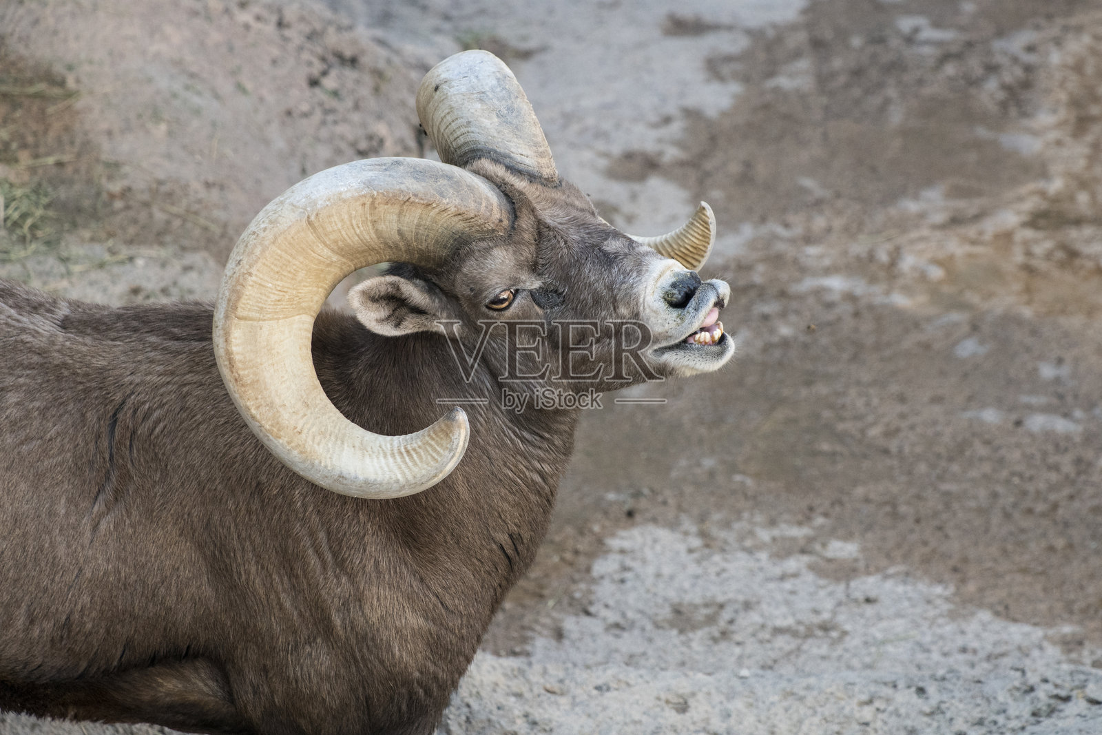 大角羊 5照片摄影图片