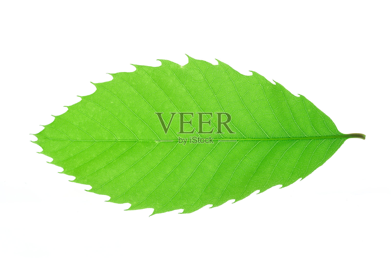 绿色叶子，带有叶脉纹理，孤立在白色背景上照片摄影图片