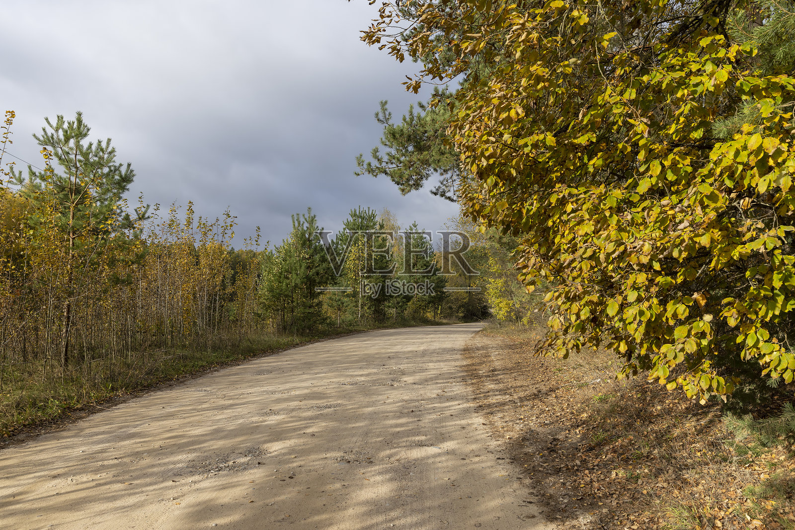 乡村森林中的乡村土路照片摄影图片