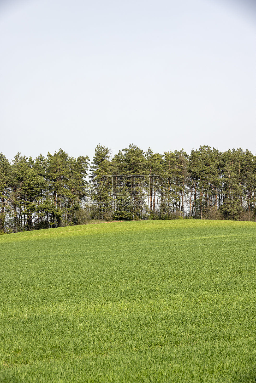 早晨蓝天下的绿色小麦田照片摄影图片