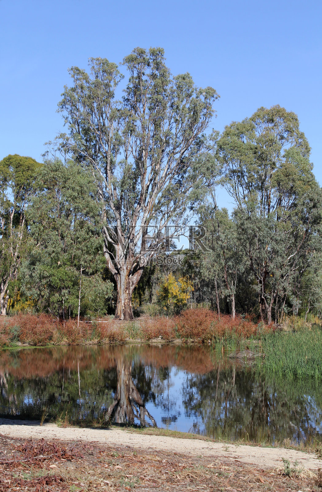 湖边的桉树、草丛和灌木丛照片摄影图片