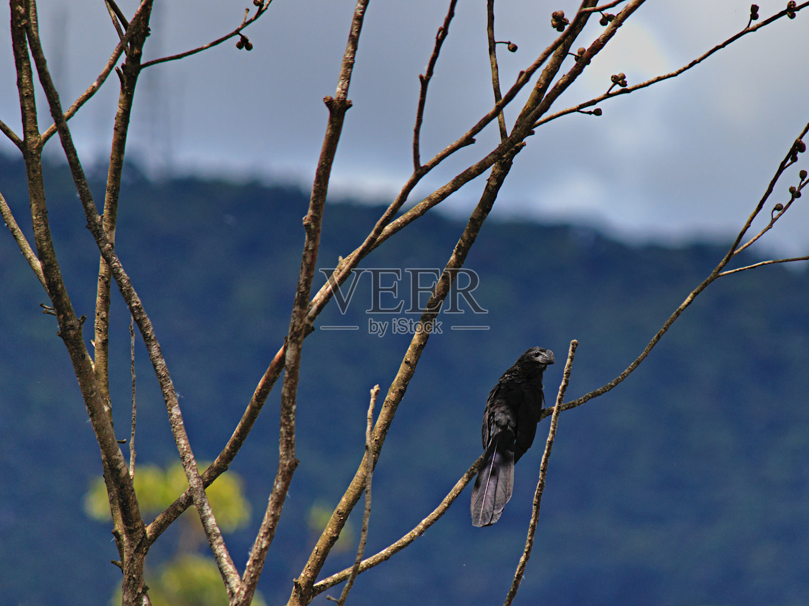被称为黑安努的鸟 - 光滑喙安努（Crotophaga ani），栖息在树枝上，背景是伊塔佩蒂山脉。照片摄影图片