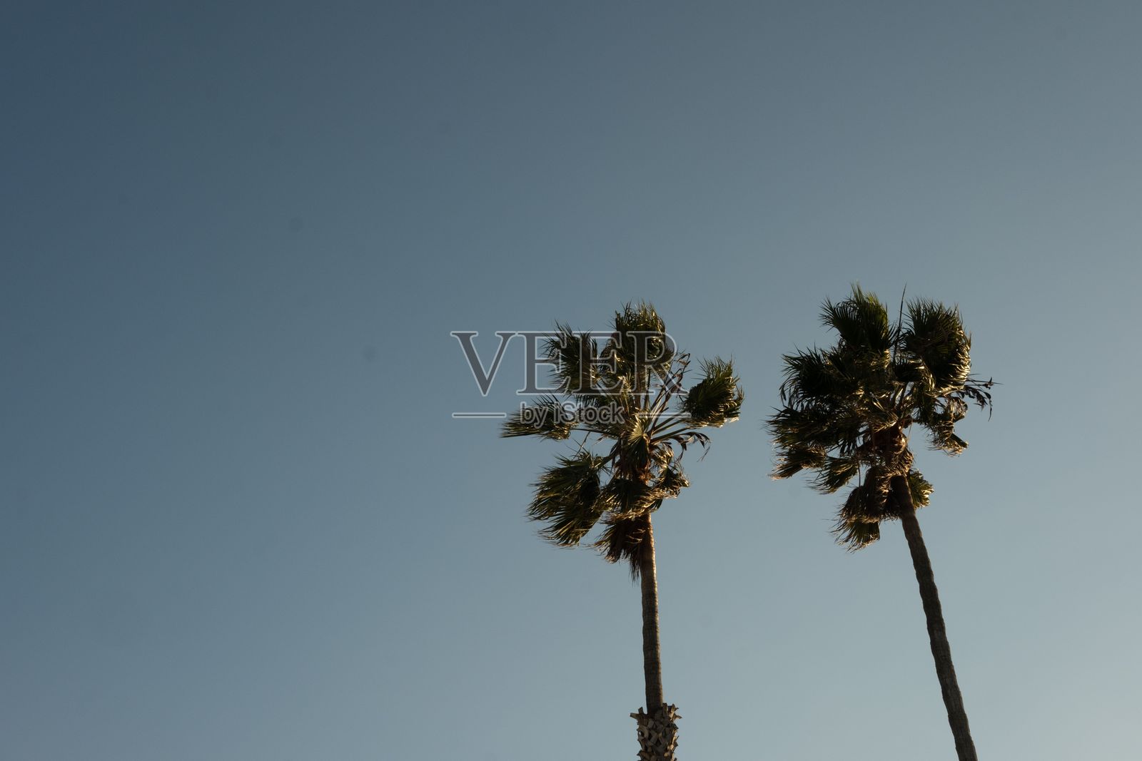 洛杉矶长滩蓝天映衬下的棕榈树美景照片摄影图片