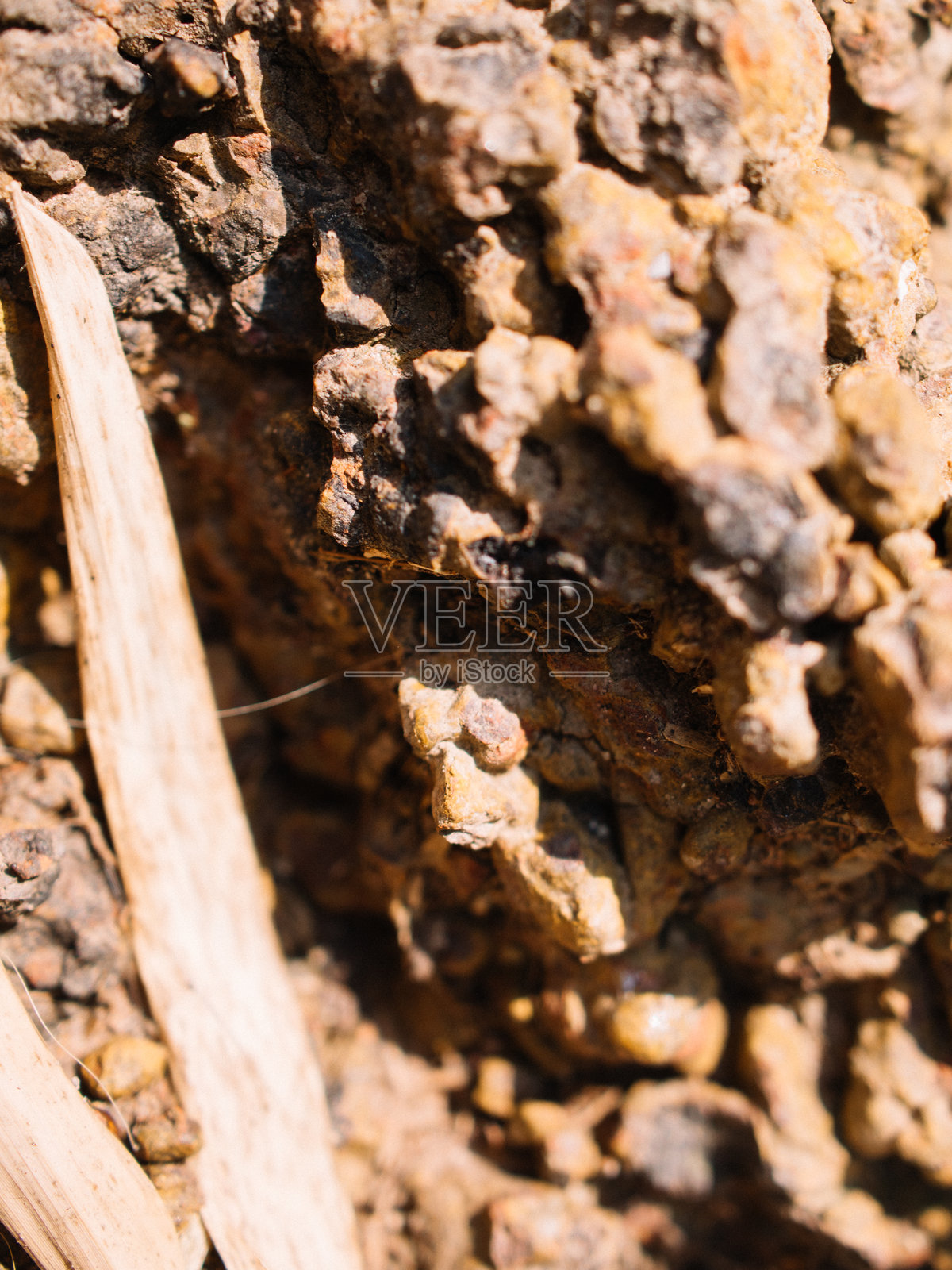 火山岩特写照片摄影图片
