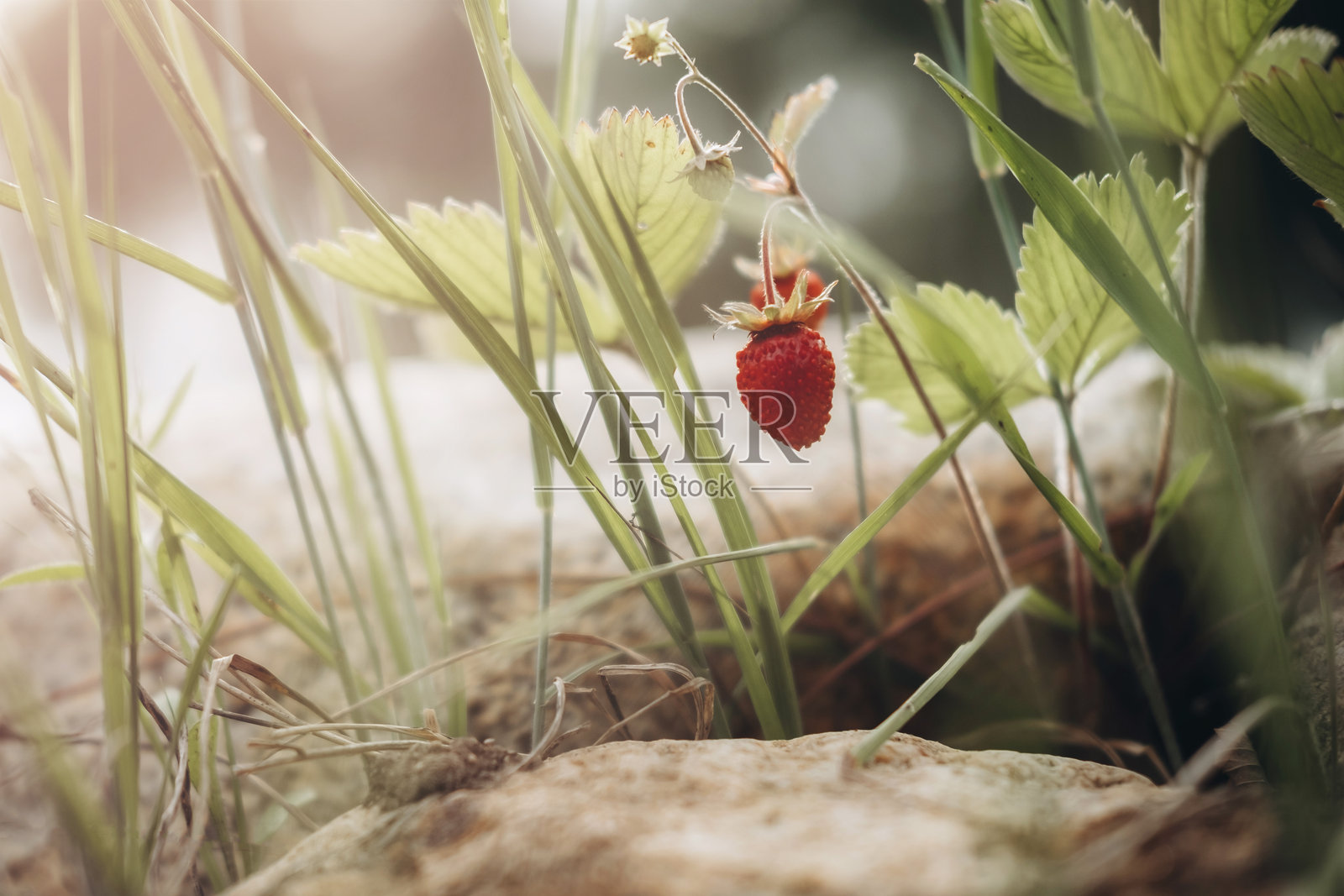 美味芬芳的森林浆果草莓。照片摄影图片