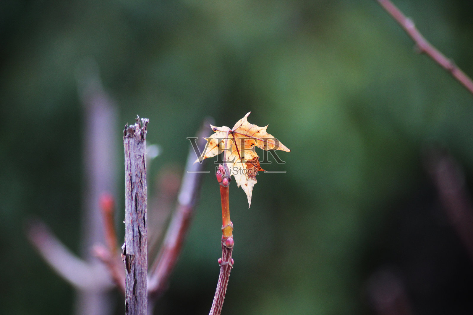 一片孤独的小叶子飘落照片摄影图片