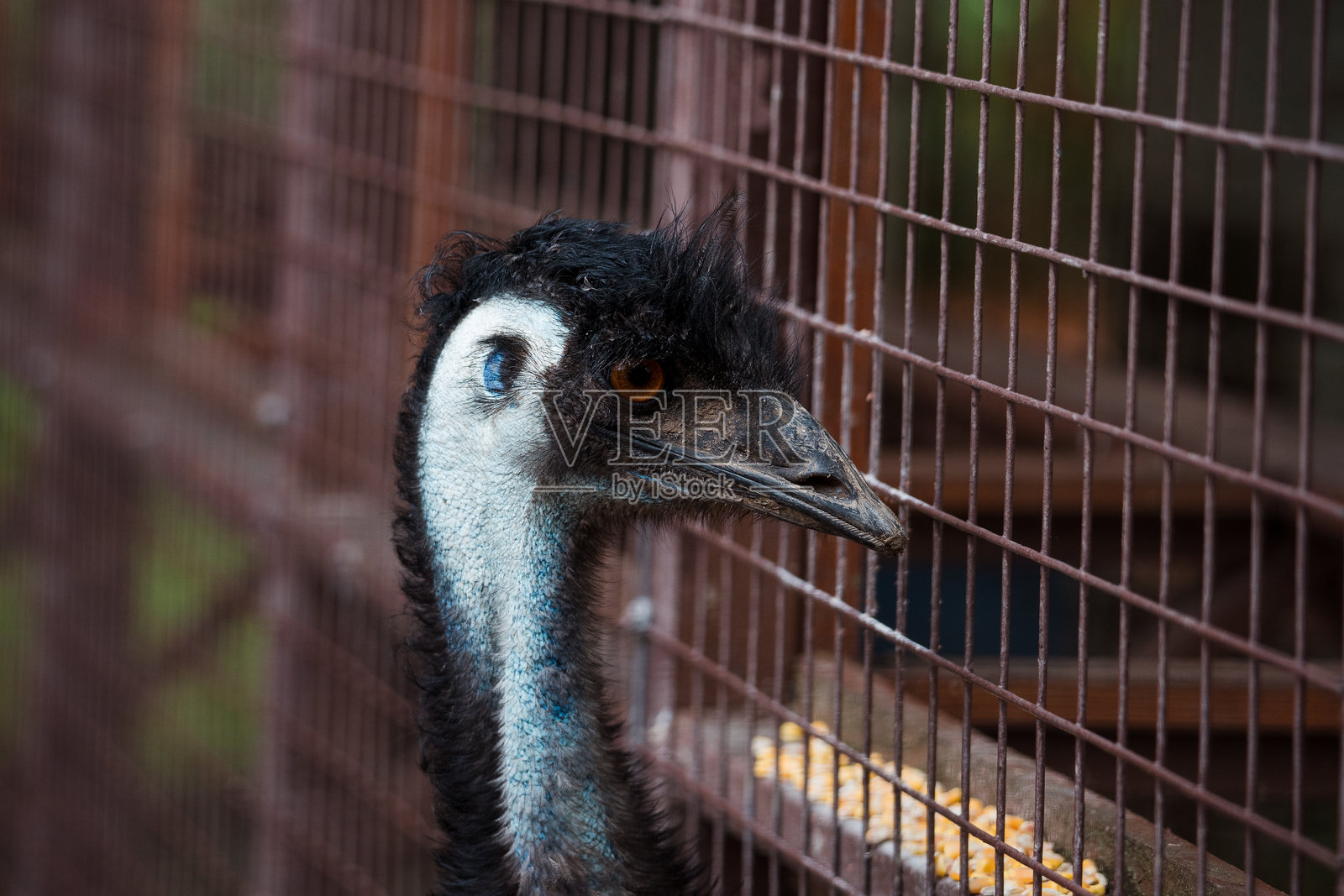 鸵鸟照片摄影图片
