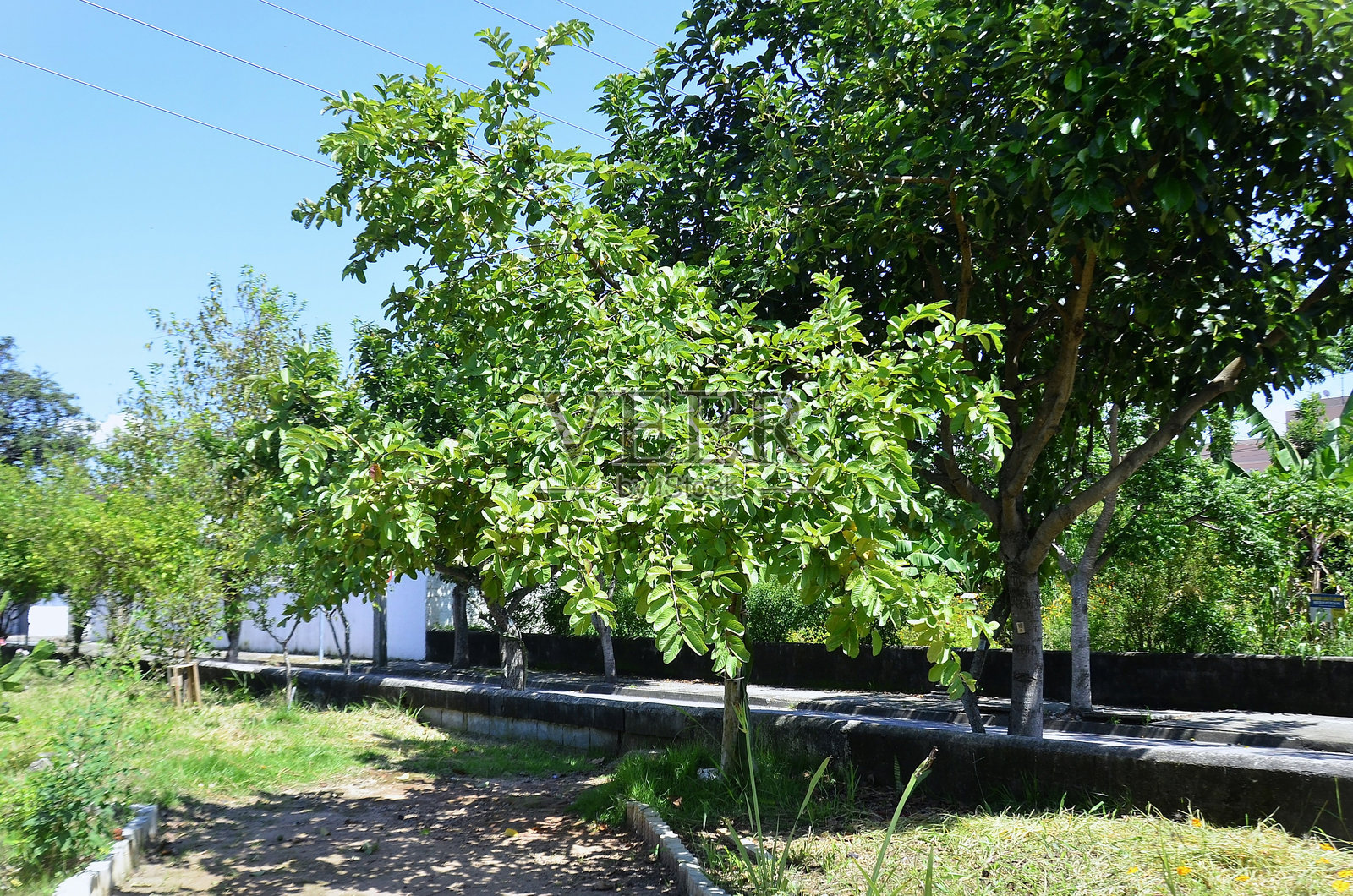 结满果实的番石榴树（Psidium guajava L.）照片摄影图片