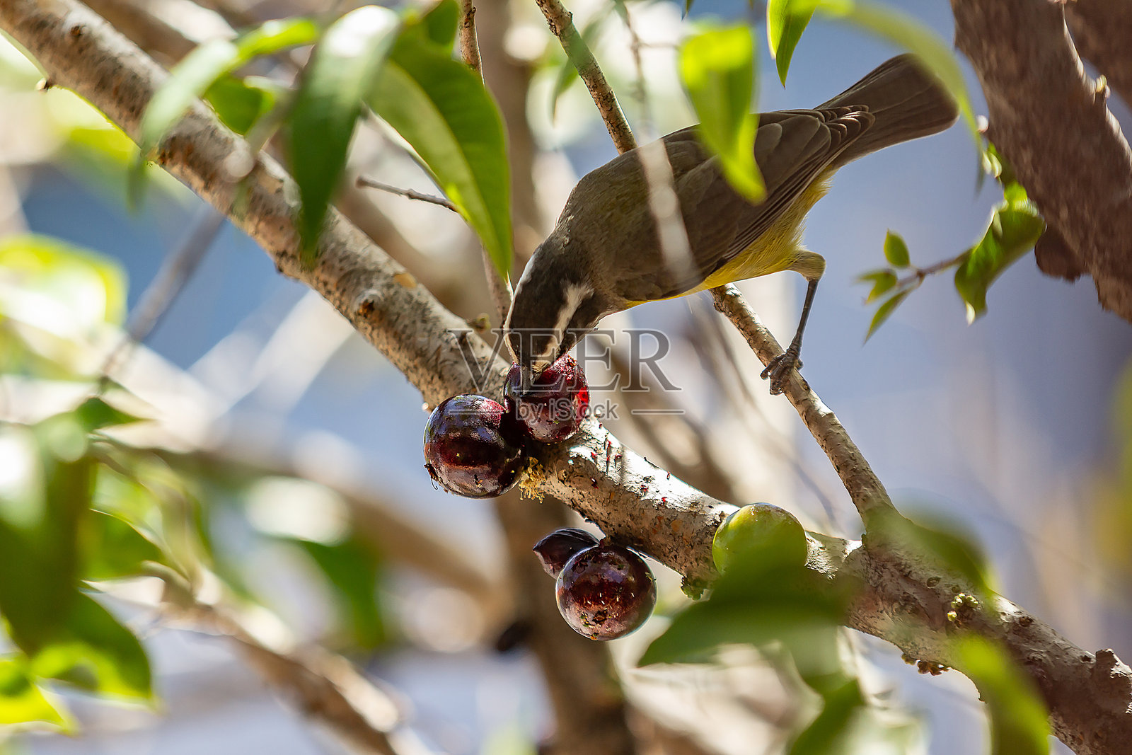 一只鸟栖息在树枝上。照片摄影图片