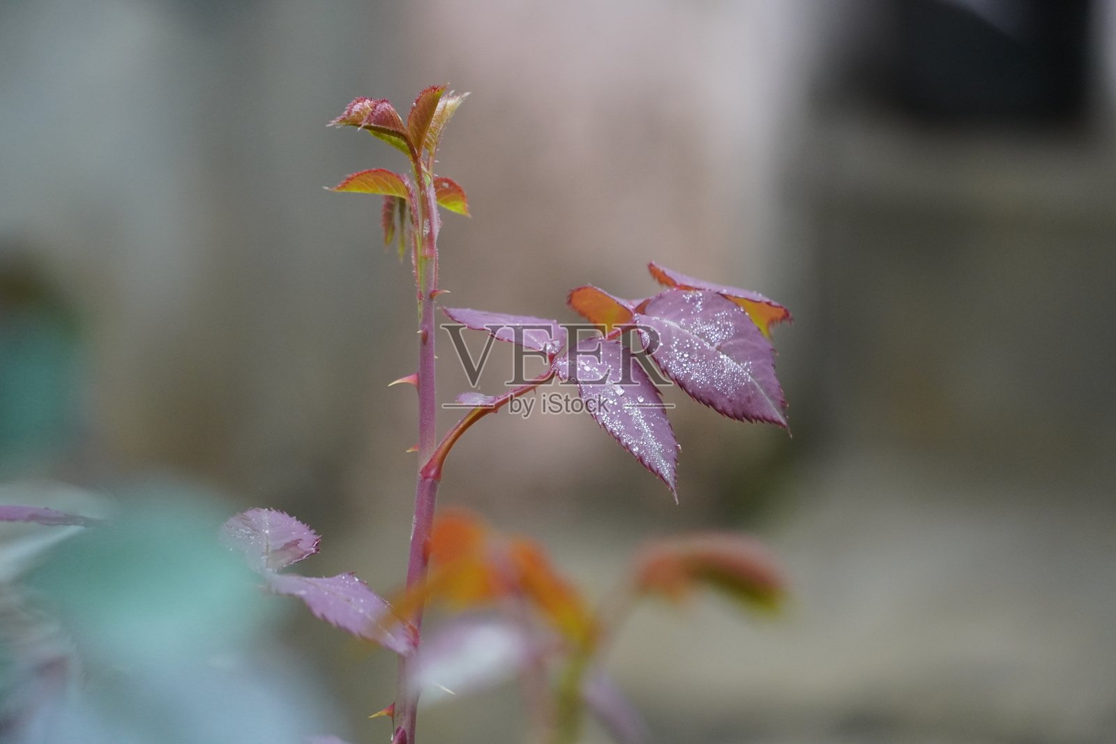 冬天的触感：玫瑰叶上的露珠照片摄影图片