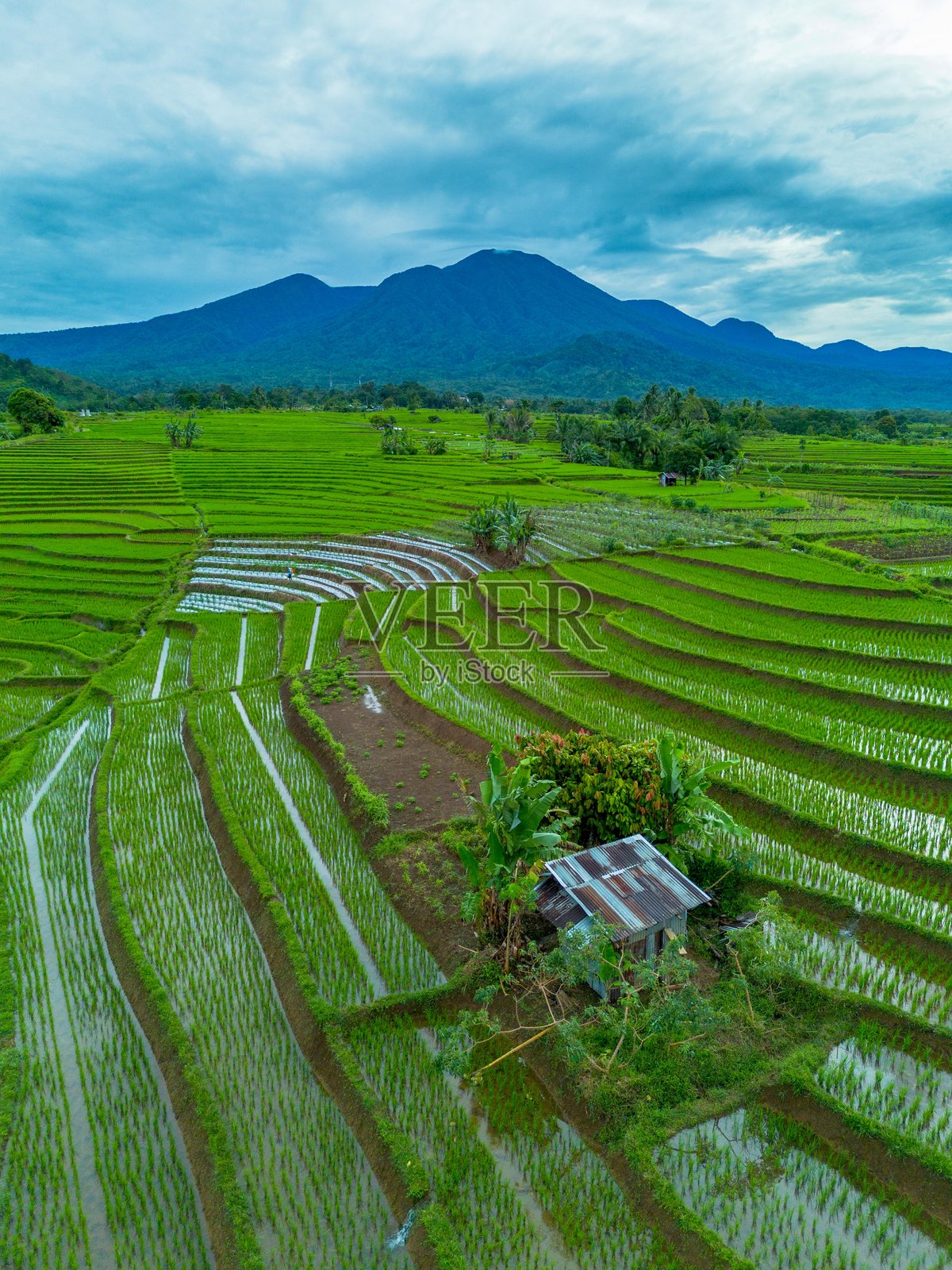 美丽的早晨景色，印度尼西亚全景，稻田与美丽的色彩和自然光的天空照片摄影图片