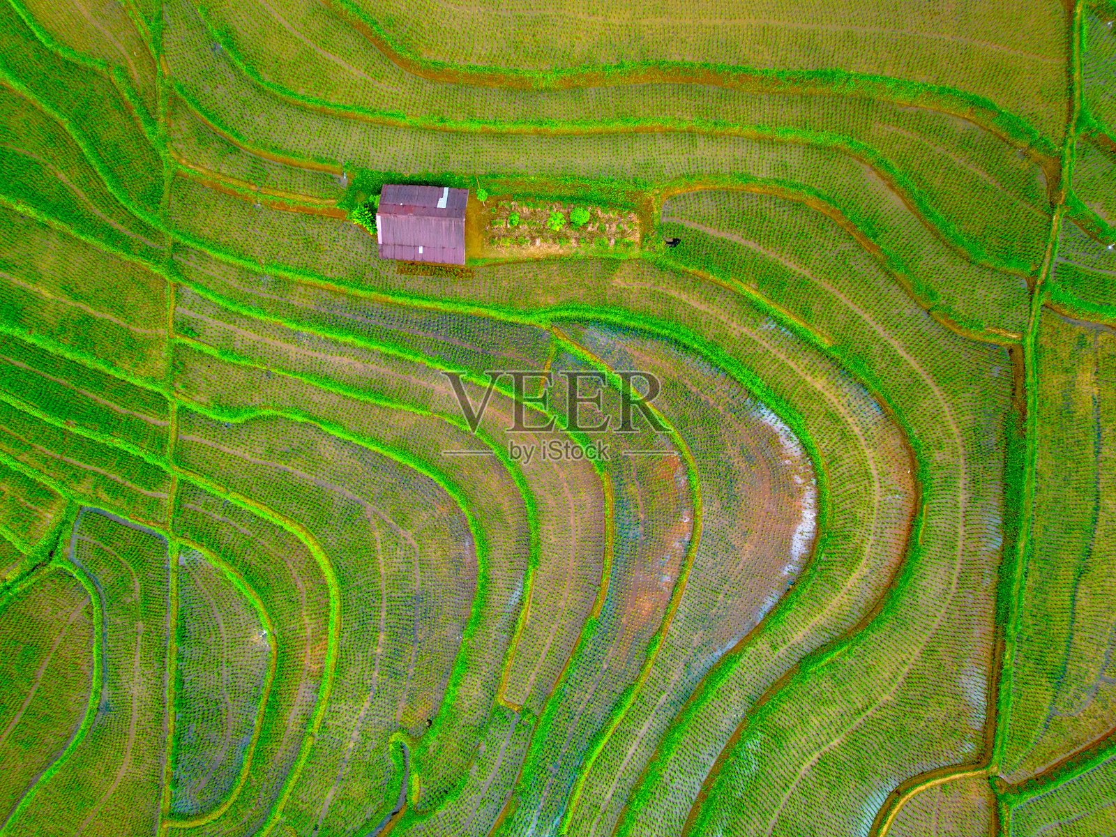 美丽的早晨景色，印度尼西亚全景，稻田与美丽的色彩和自然光的天空照片摄影图片