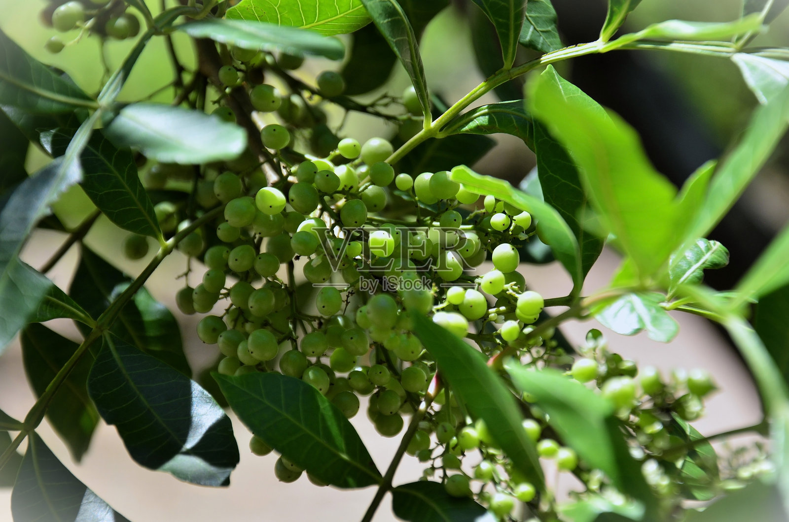 满枝的粉红胡椒（Schinus terebinthifolia）长满了果实照片摄影图片