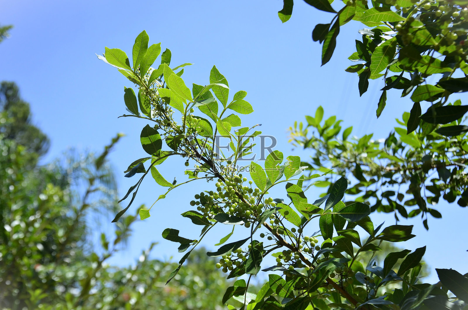 满载果实的粉红胡椒树（Schinus terebinthifolia）枝条照片摄影图片