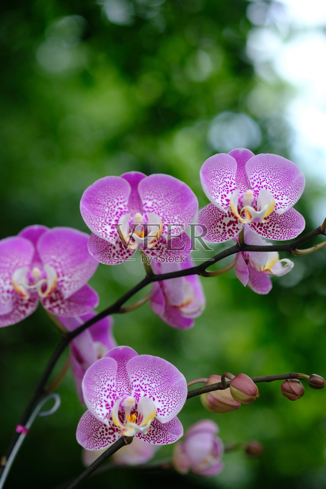 × 多丽塔恩草是一种人工杂交兰花属，首次由安德烈·吉约曼于1935年在《国家自然历史博物馆档案》中正式描述。照片摄影图片