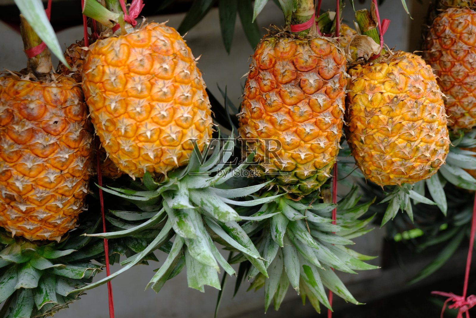 悬挂在水果摊上的菠萝。是凤梨科中经济最重要的植物。学名：Ananas comosus照片摄影图片