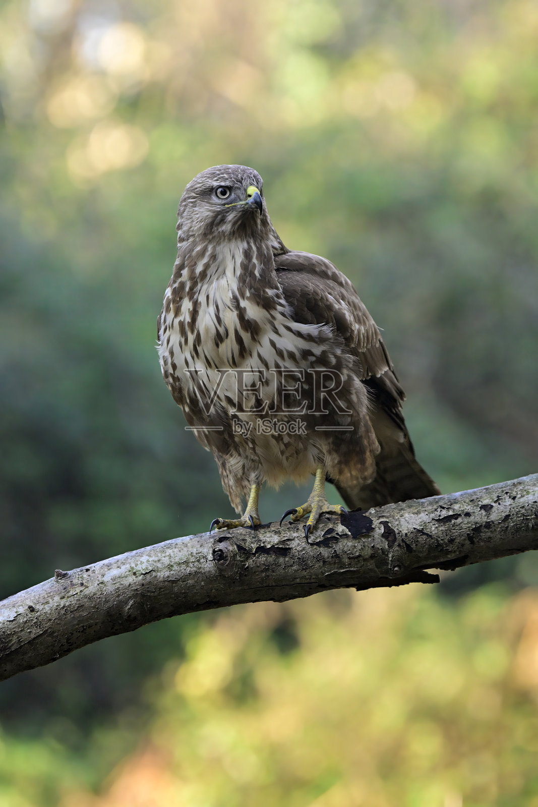 欧亚秃鹰在树林中照片摄影图片