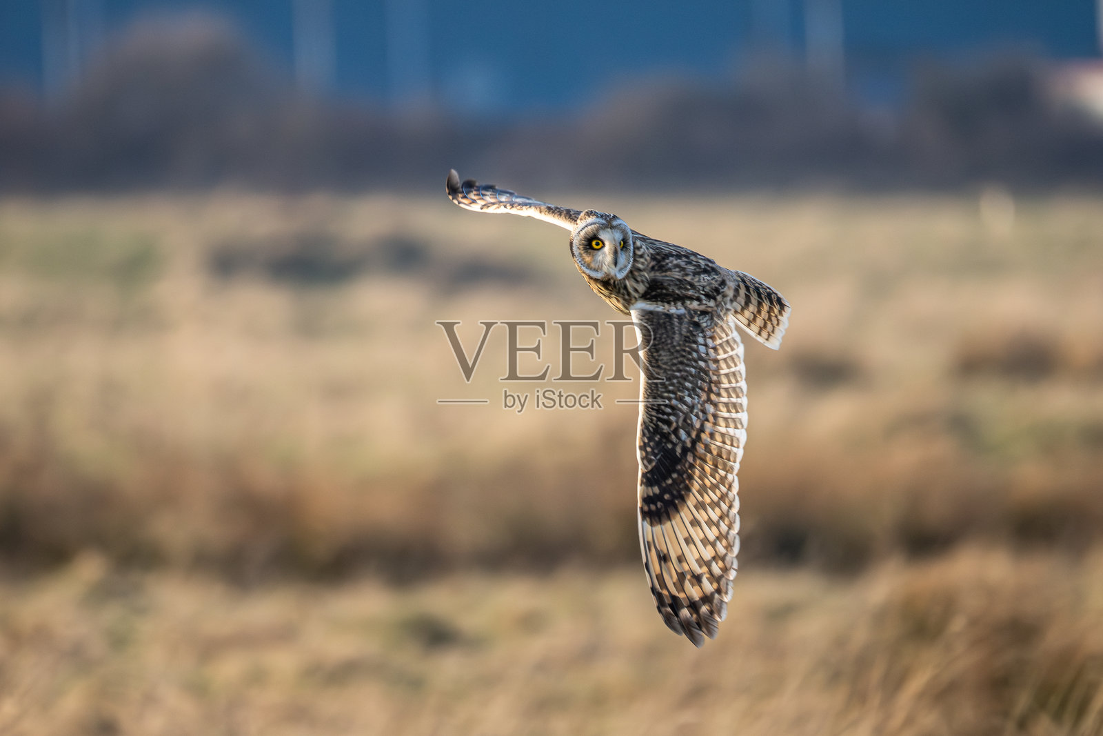 短耳鸮照片摄影图片