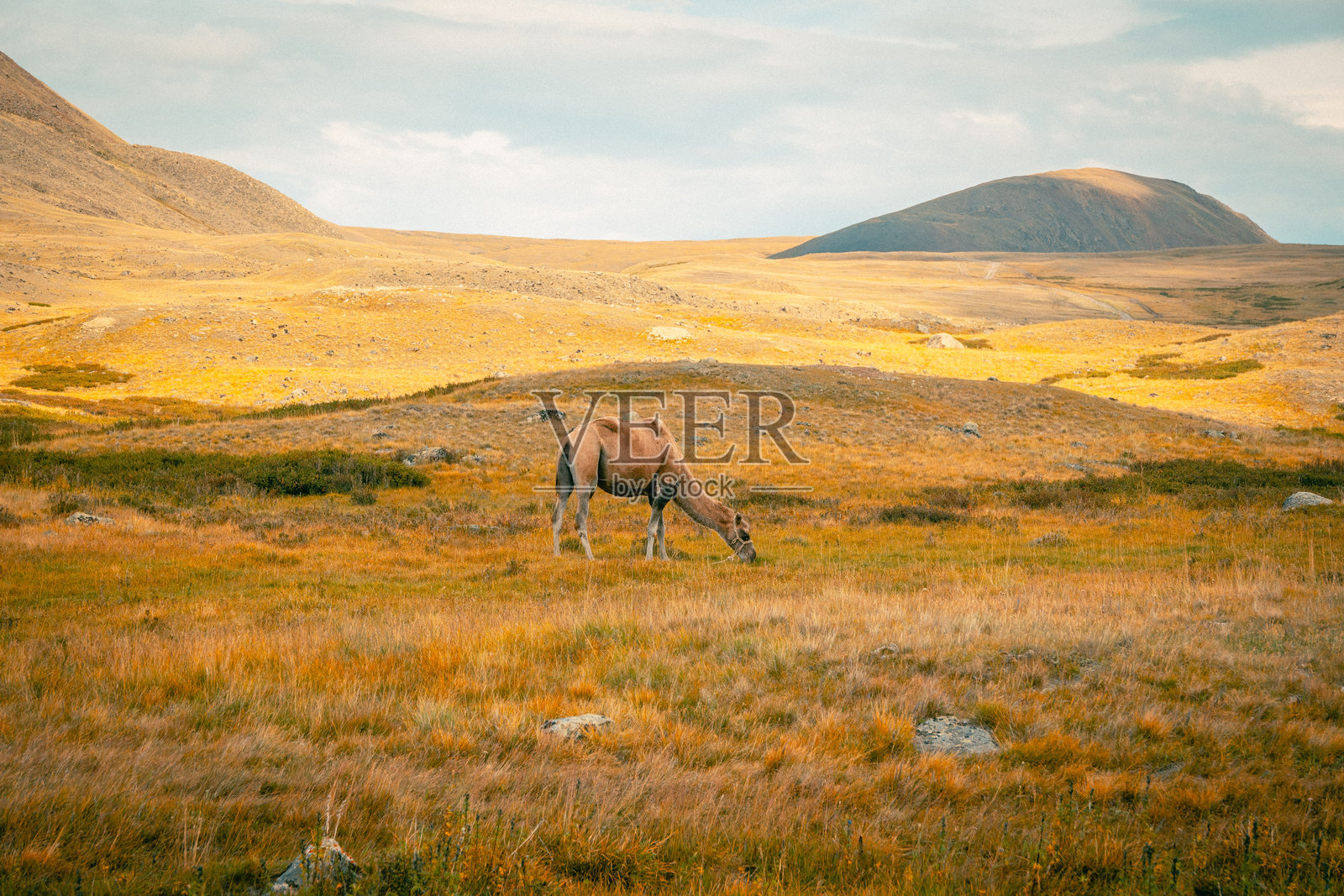 双峰驼（Camelus bactrianus）是一种大型的偶蹄动物，原产于蒙古的草原。双峰驼背上有两个驼峰。照片摄影图片